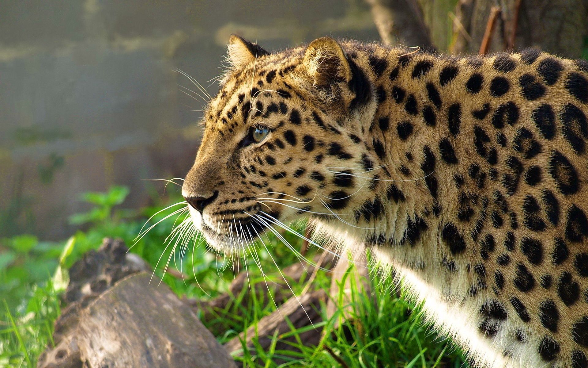 Free download wallpaper Leopard, Spotted, Spotty, Hunt, Profile, Animals, Big Cat, Hunting on your PC desktop