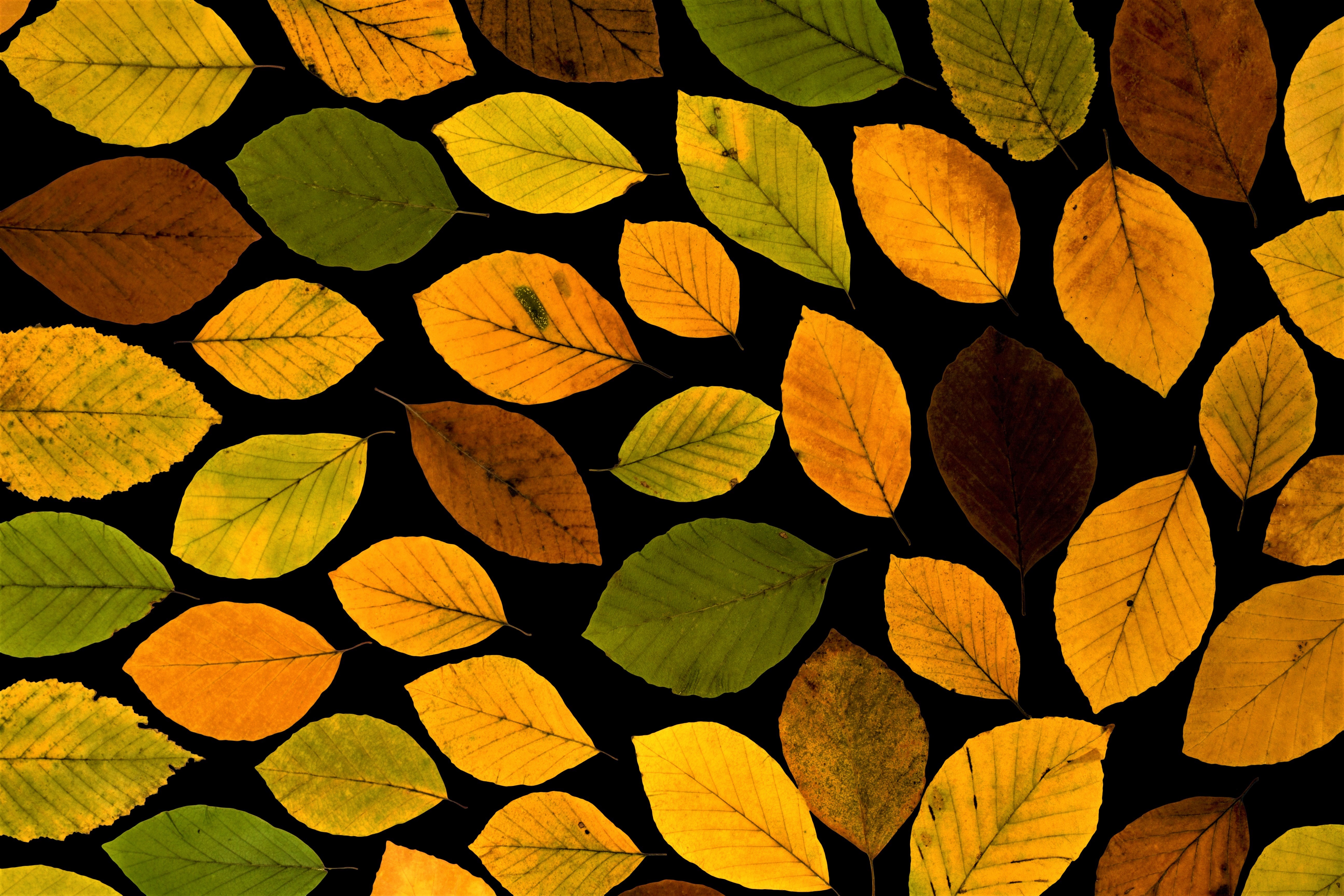 artistic, leaf, colorful, fall, oak Free Stock Photo