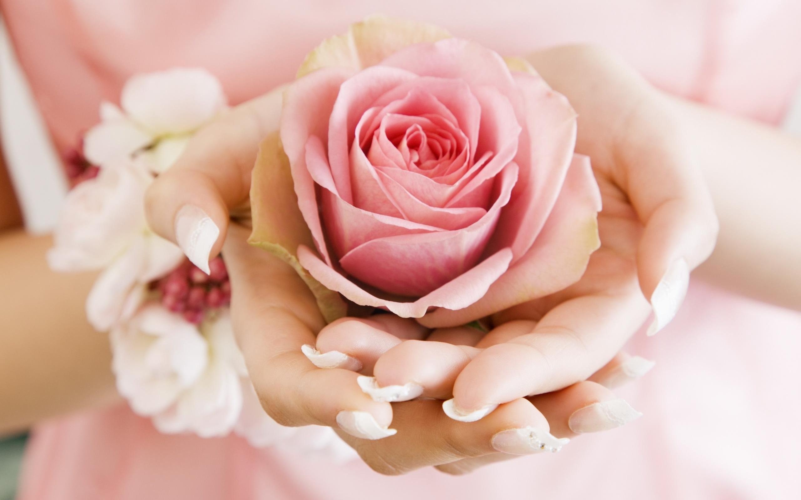 Нежный новый хороший. Нежные цветы в руках. Красивые цветы в руках. Цветок на руку.. Розовые цветы в руках.