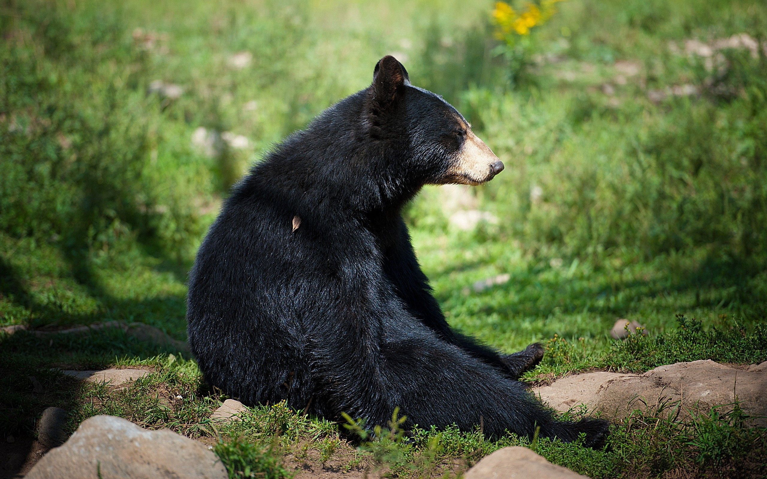 animals, grass, sit, bear, expectation, waiting images