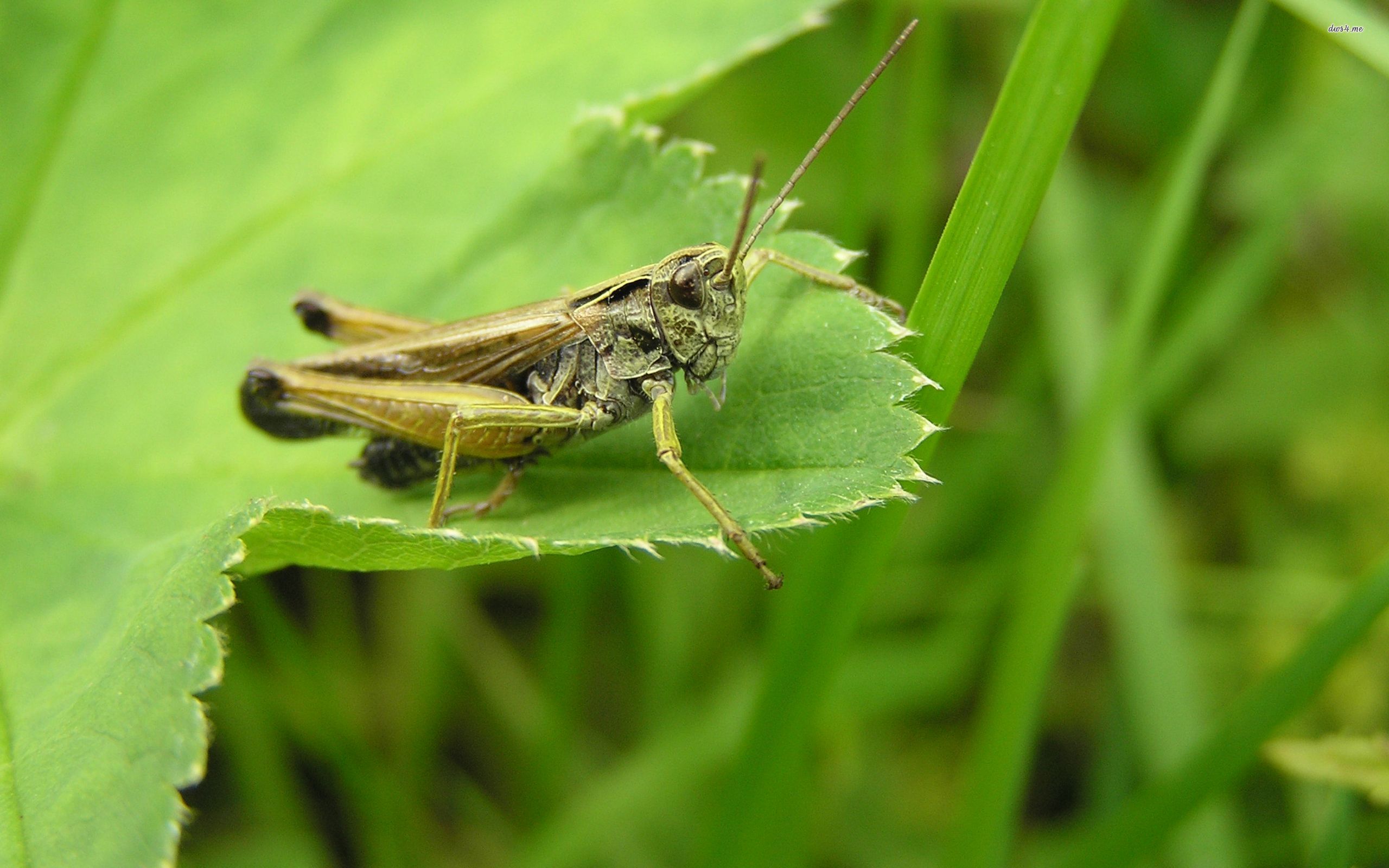 grasshopper, animal