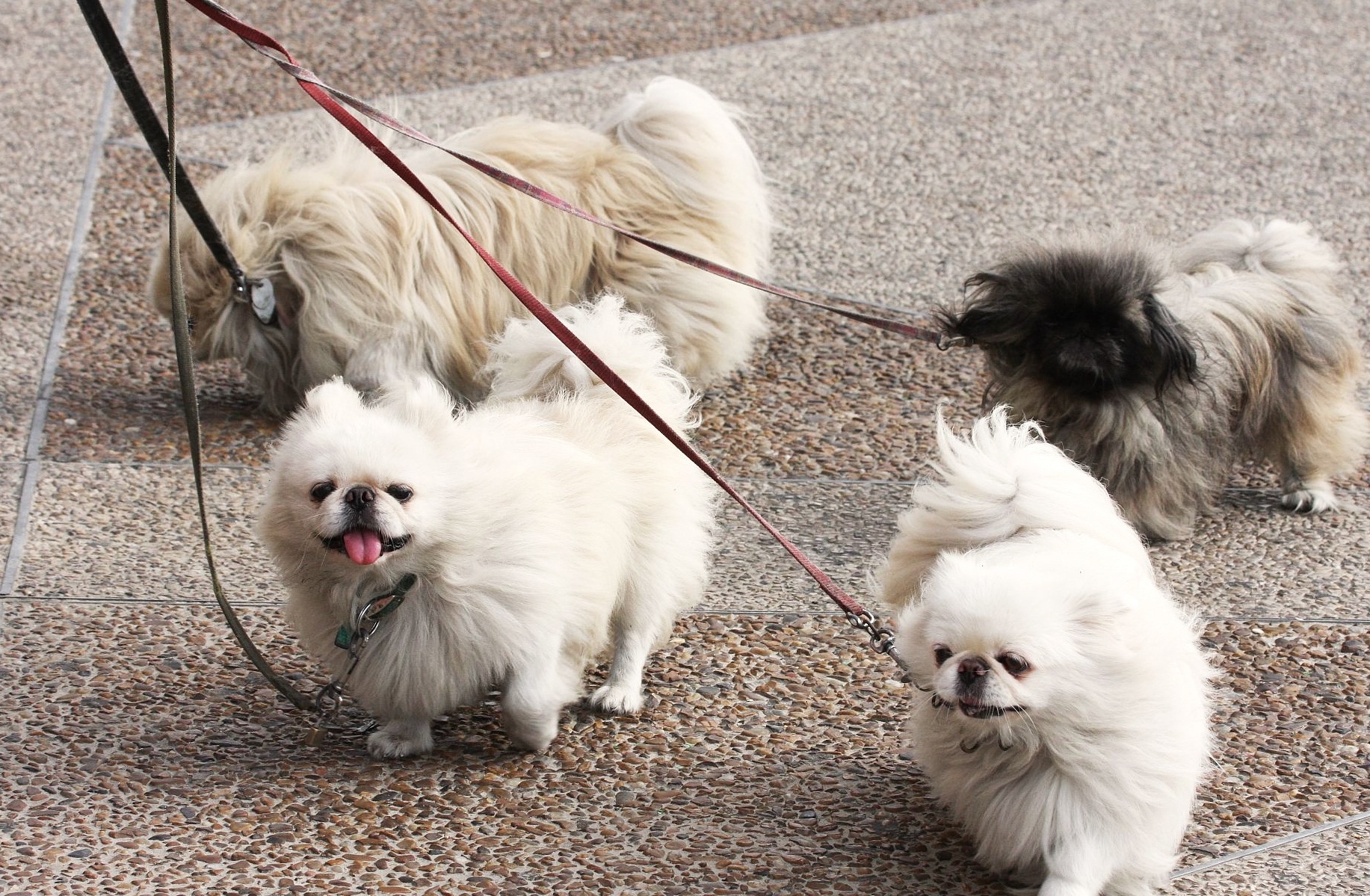Download mobile wallpaper Leashes, Pekingese, Animals, Stroll, Dogs for free.