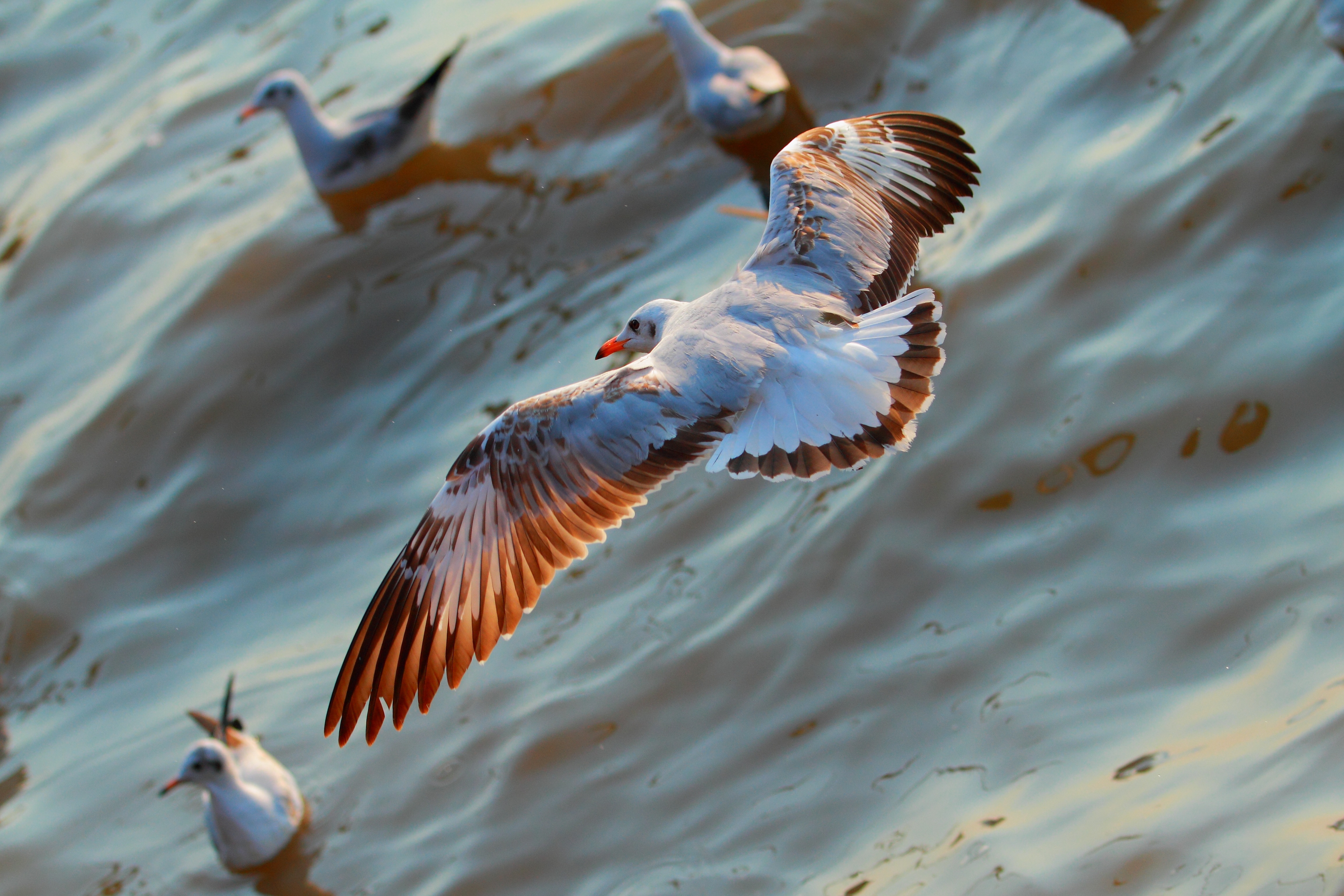 Download mobile wallpaper Animals, Flight, Seagulls, Sea, Birds for free.