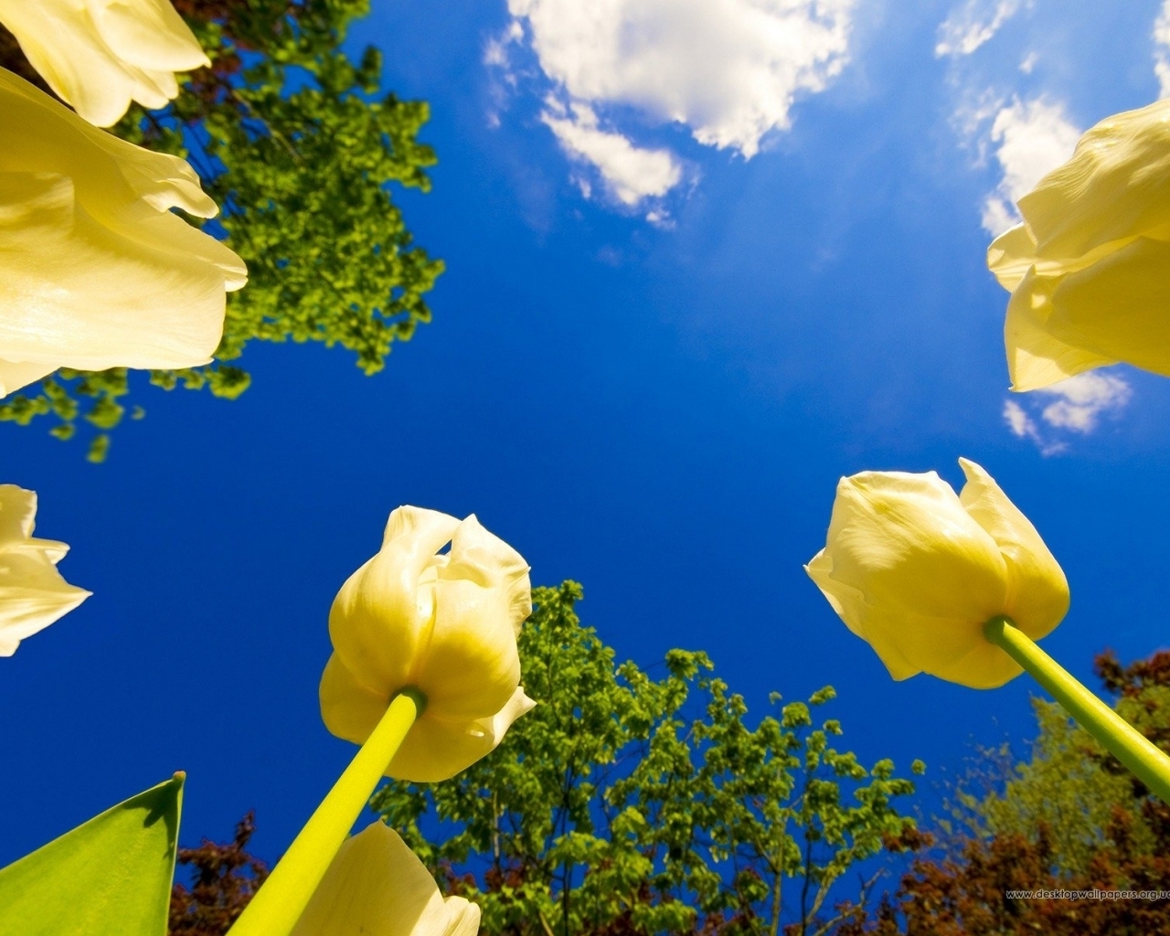 Descarga gratuita de fondo de pantalla para móvil de Plantas, Cielo, Flores, Tulipanes.