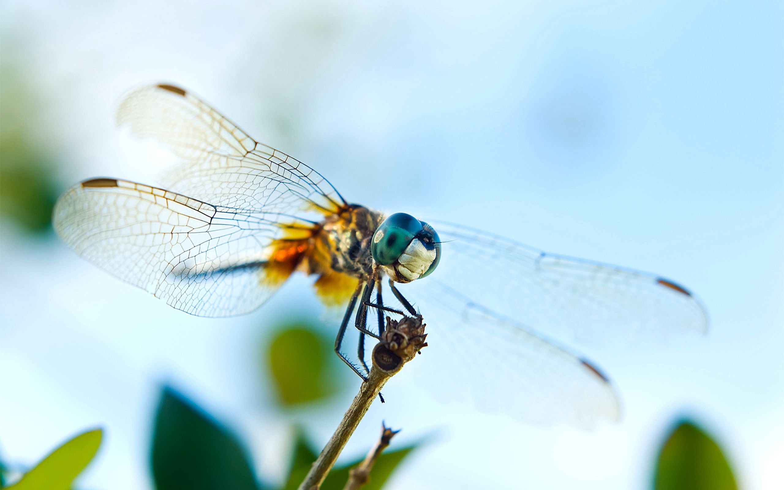 Free download wallpaper Macro, Insect, Flight, Dragonfly, Wings on your PC desktop