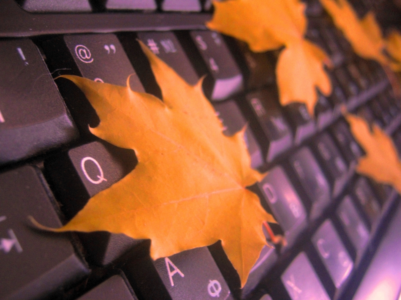 Download PC Wallpaper leaves, objects, orange