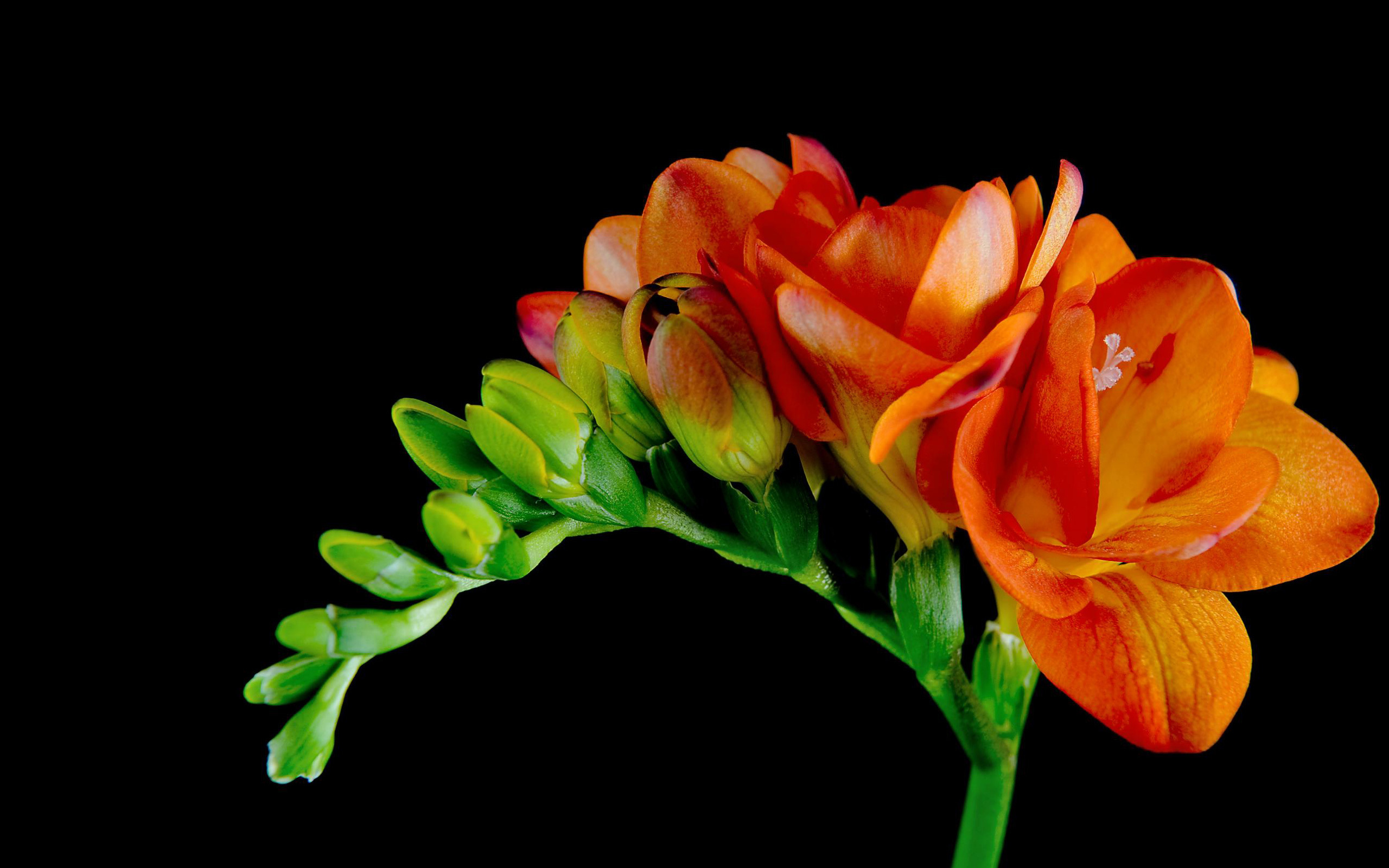 403881 скачать обои фрезия, оранжевый цветок, земля/природа, цветок, флауэрсы - заставки и картинки бесплатно