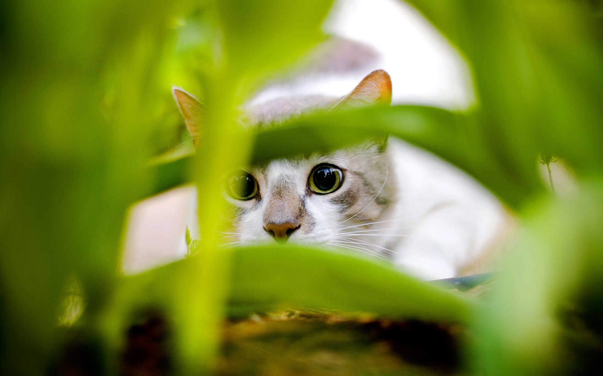 Кот в листве зеленой