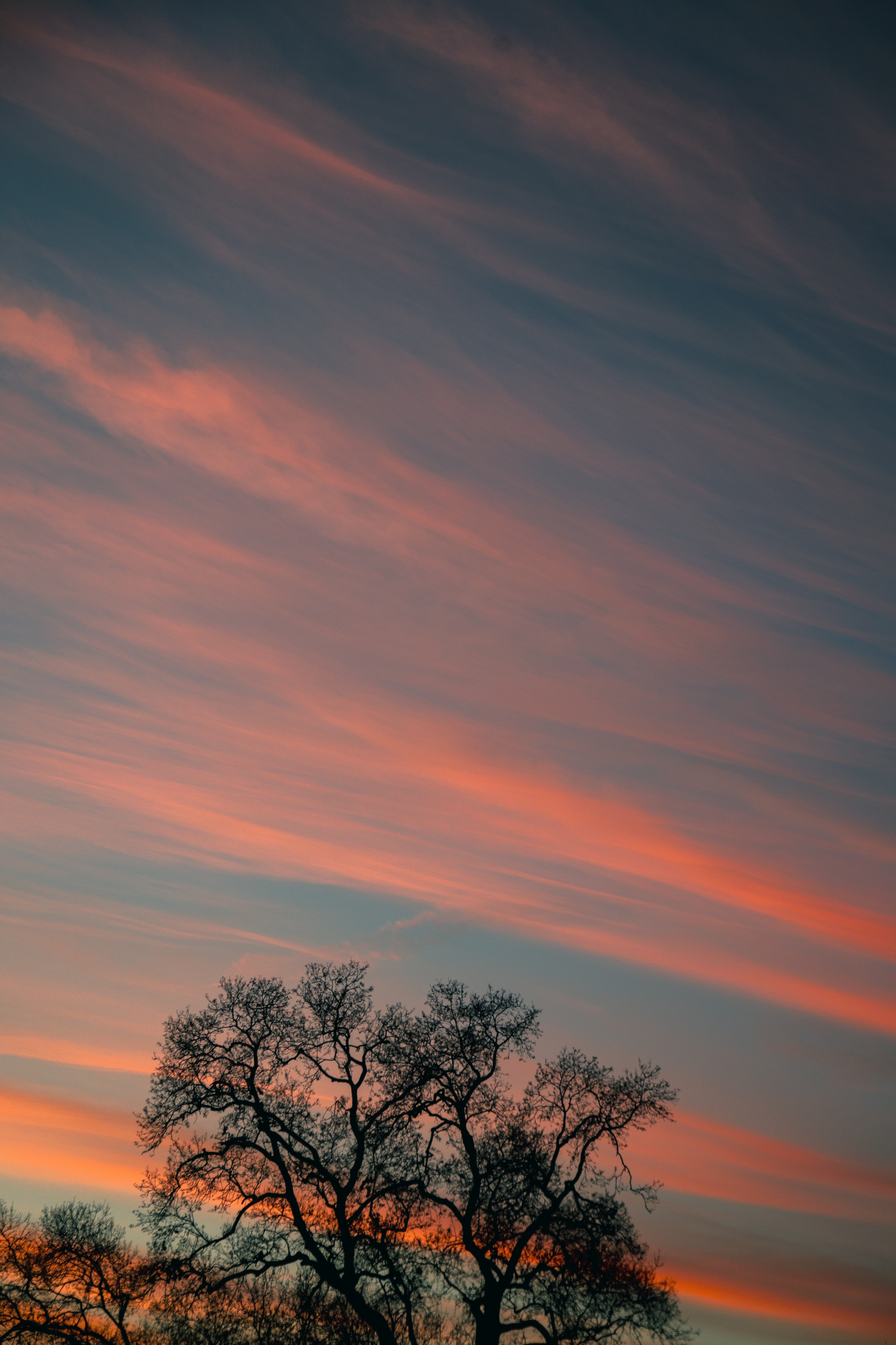 tree, streaks, sky, branches, nature, stripes, sunset, clouds, wood