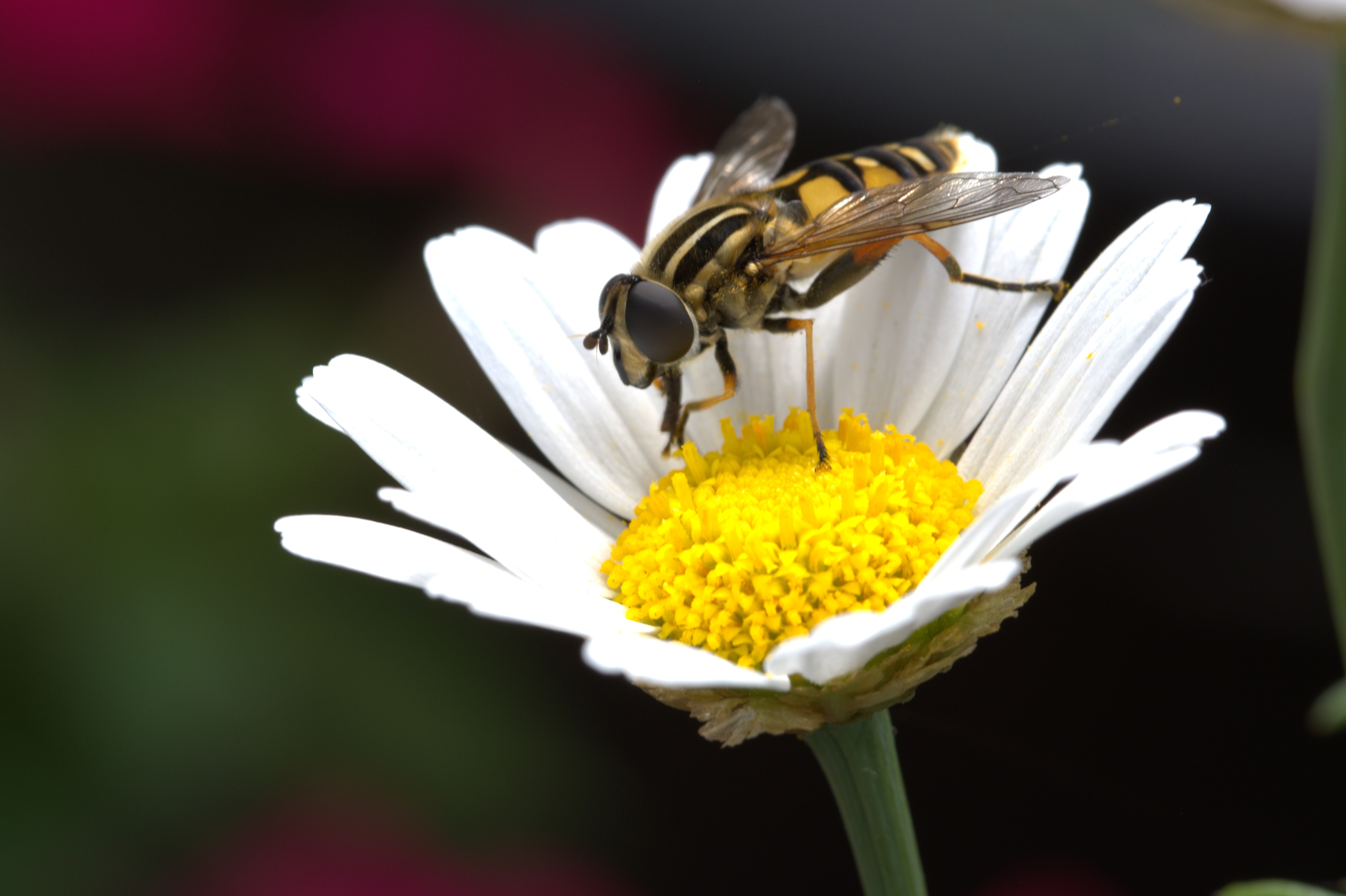 Download mobile wallpaper Macro, Pollination, Chamomile, Camomile, Flower, Bee for free.