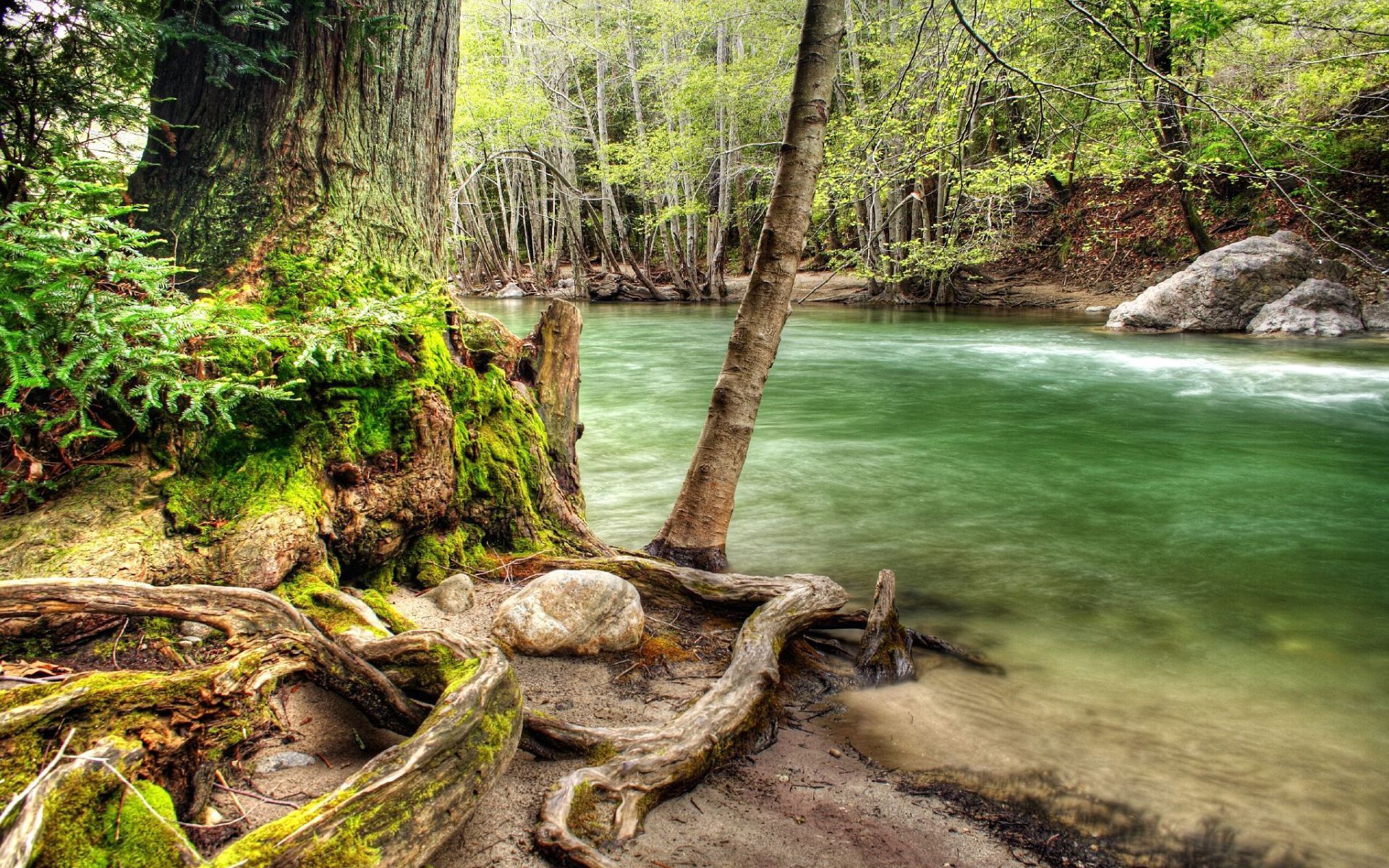 Download mobile wallpaper Gurgling, Murmur, Rivers, Trees, Flow, Winding, Moss, Roots, Water, Sinuous, Nature for free.