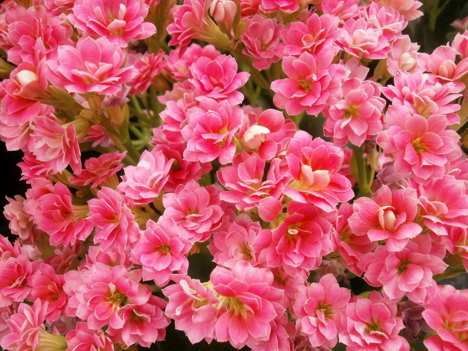 flowers, pink, close up, room, kalanchoe