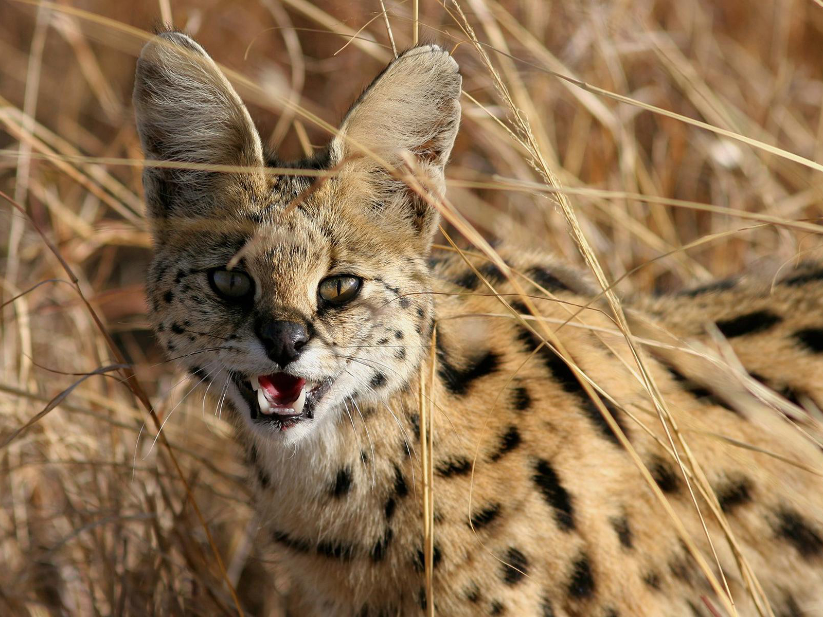 animal, serval, cats 1080p