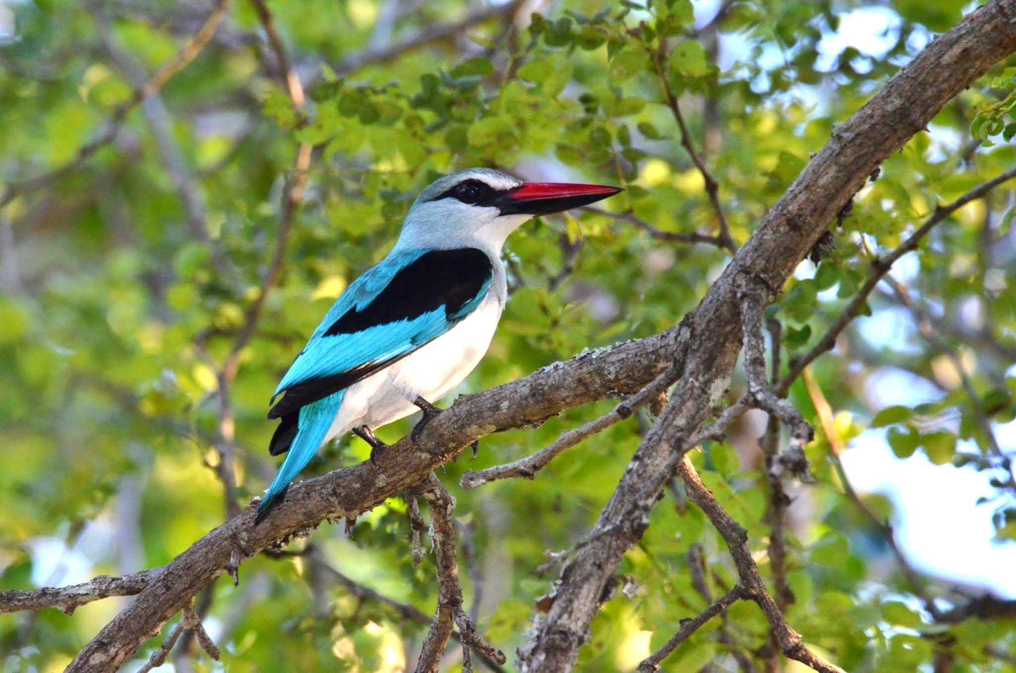 animal, kingfisher, bird, branch, kruger national park, south africa, woodland kingfisher, birds