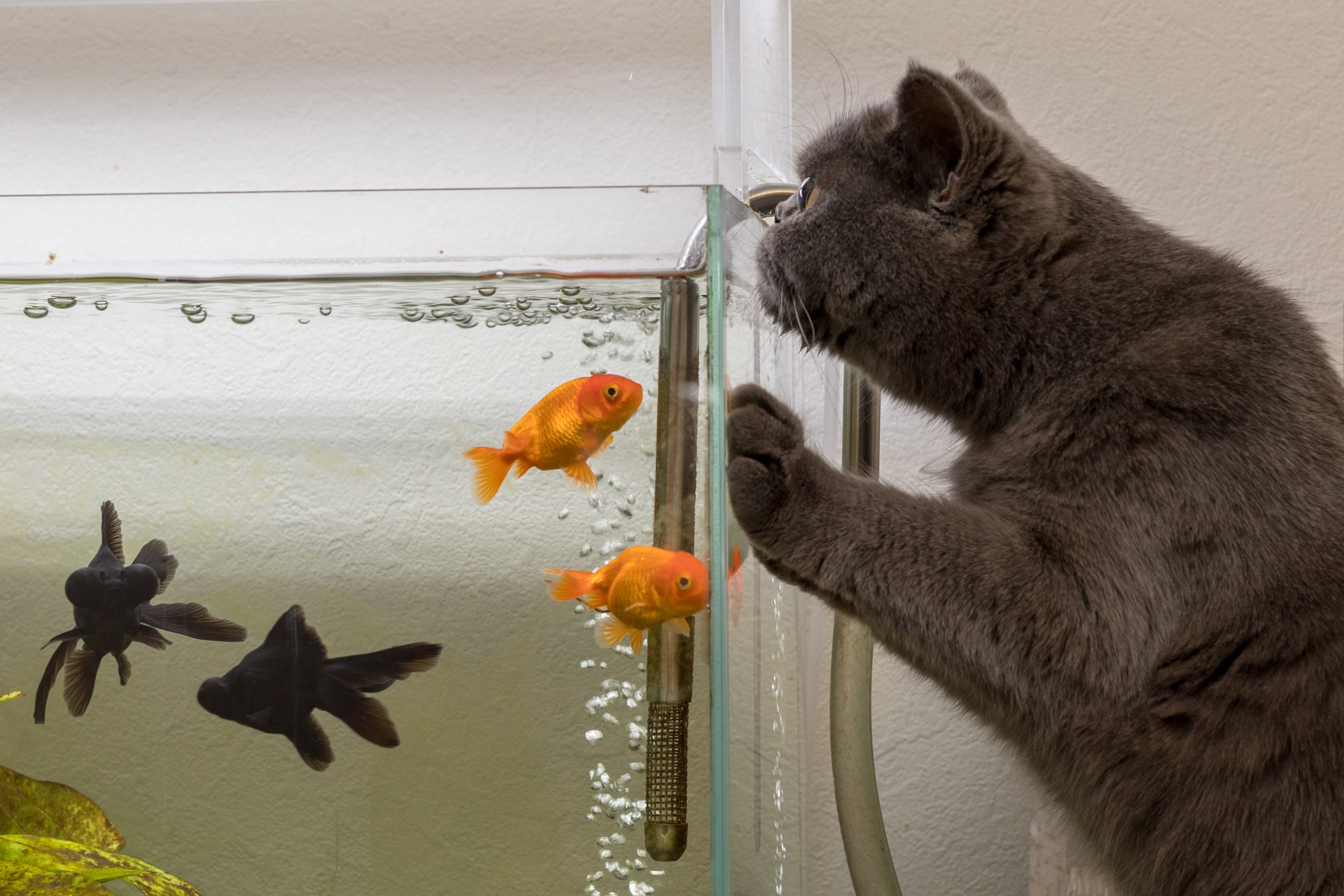 Коты и аквариум