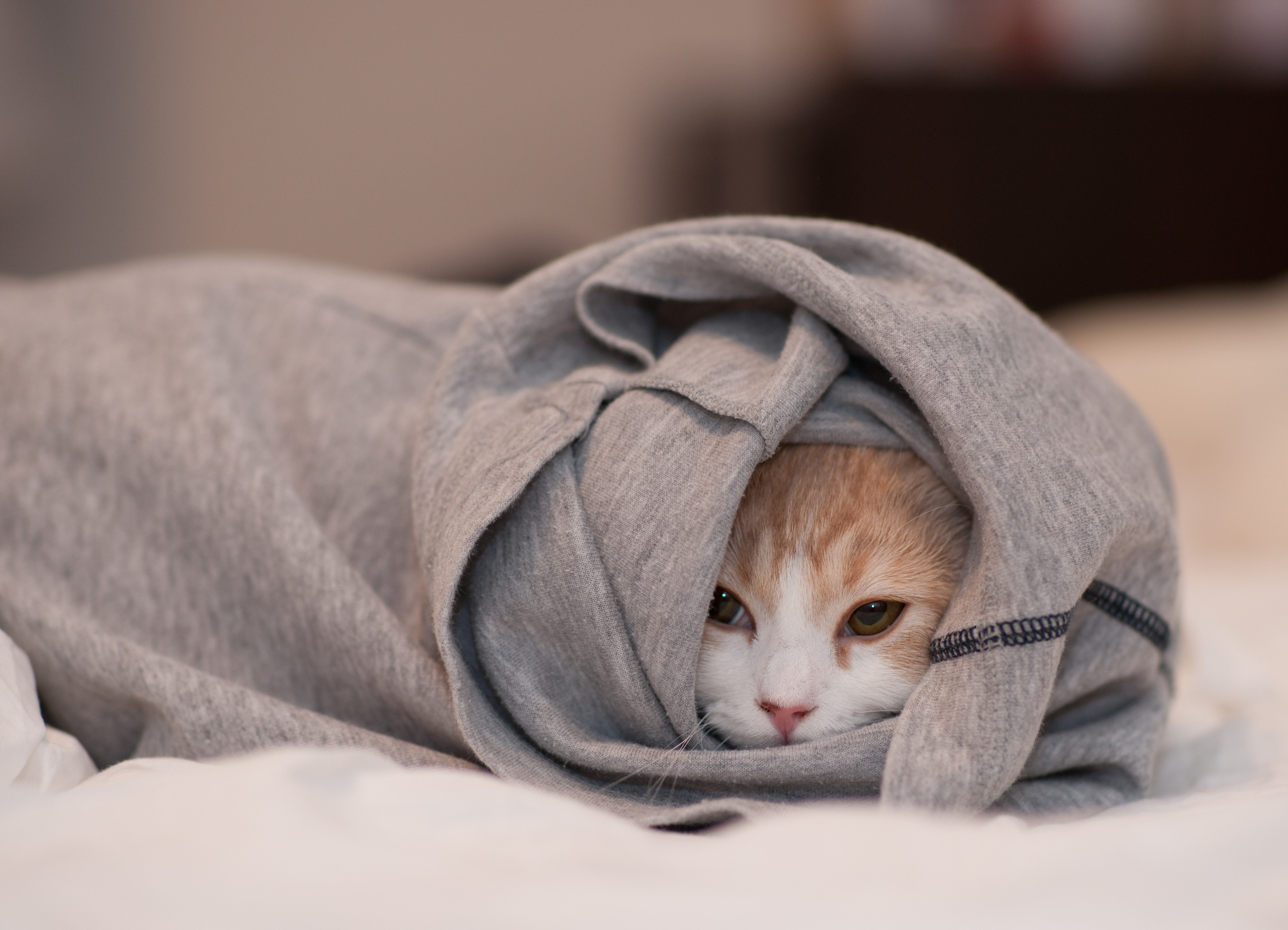 Кот в одеяле