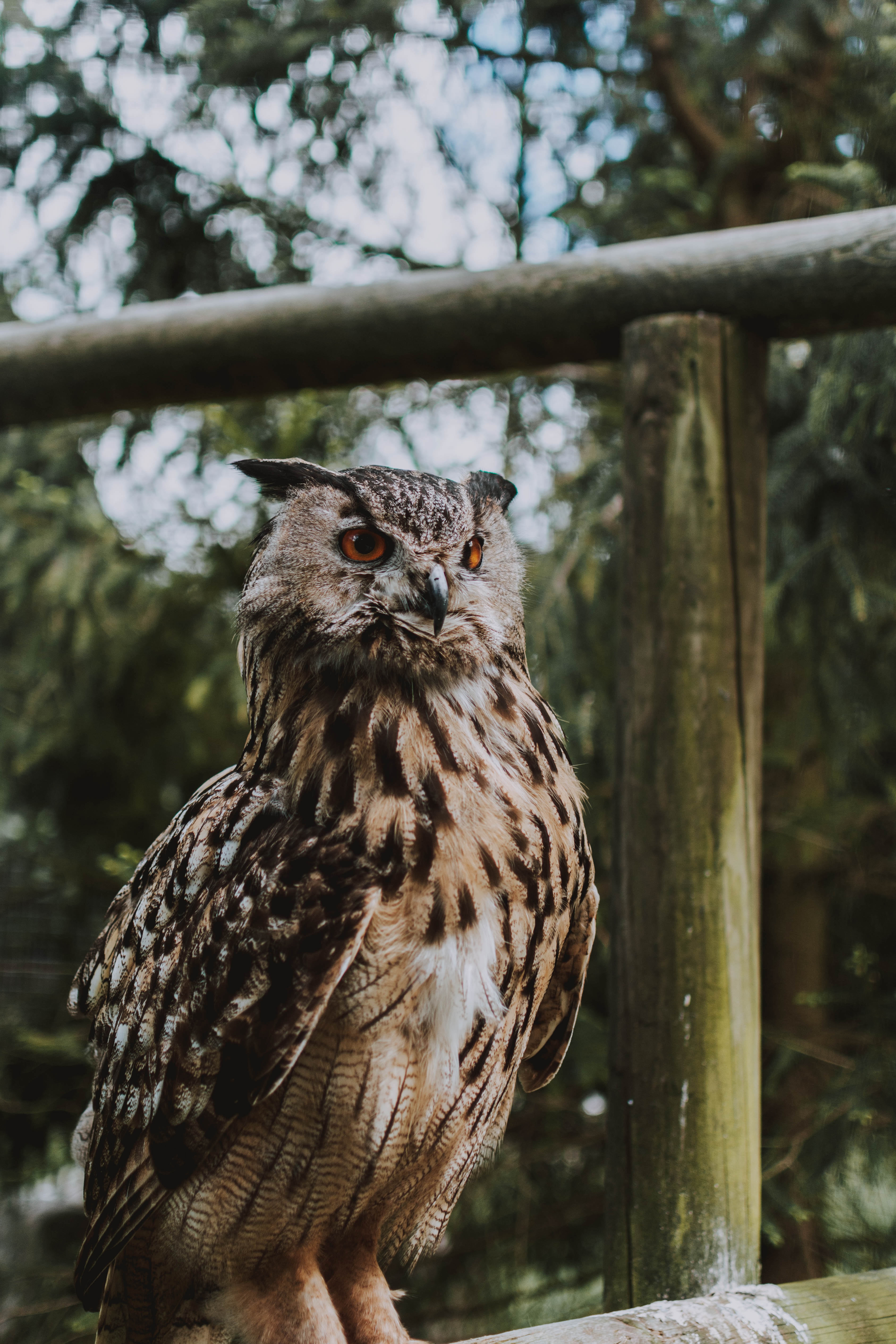 Download mobile wallpaper Bird, Sight, Opinion, Animals, Owl, Feather for free.