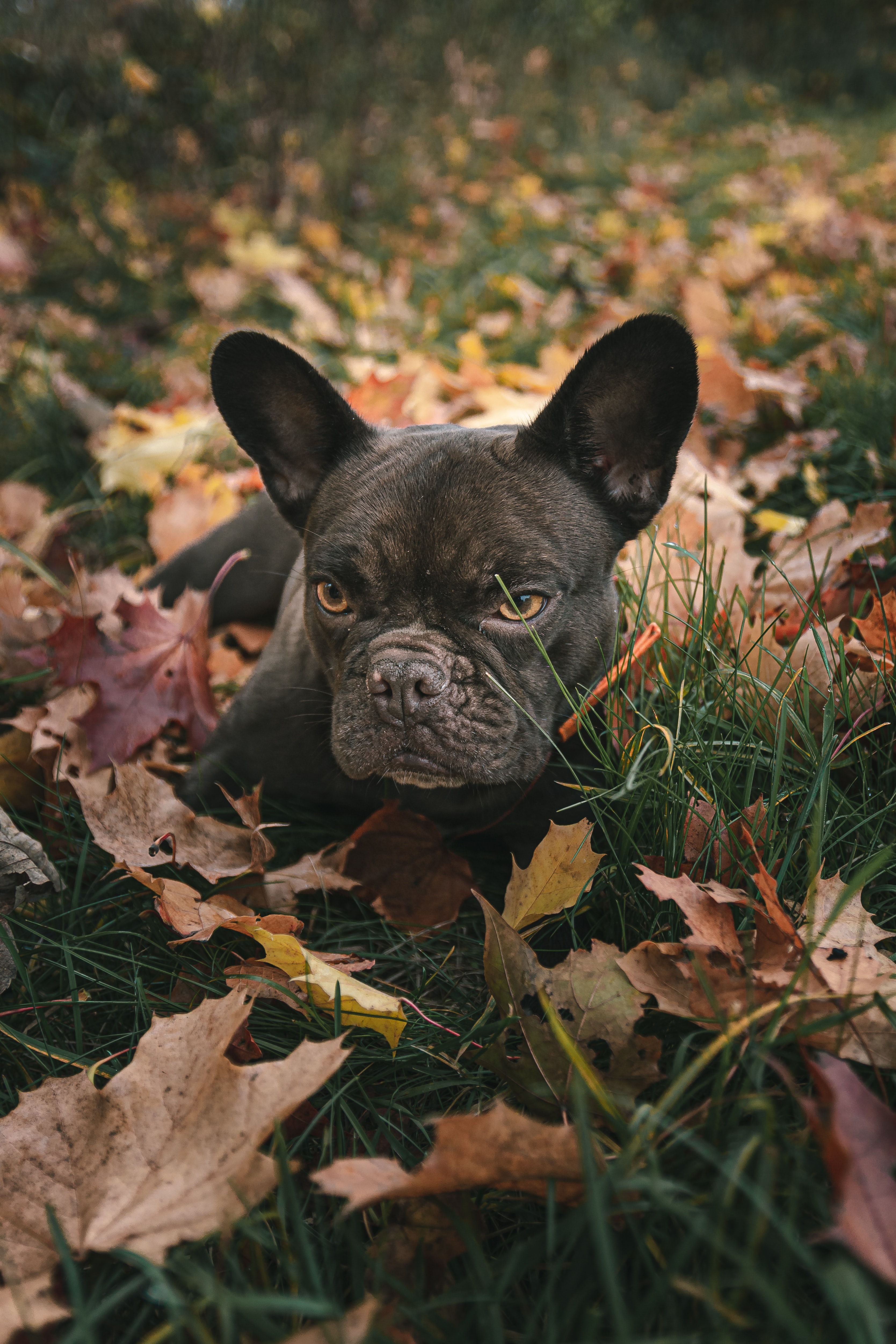 Download mobile wallpaper Pet, Animals, Pug, Grass, Dog, Leaves for free.