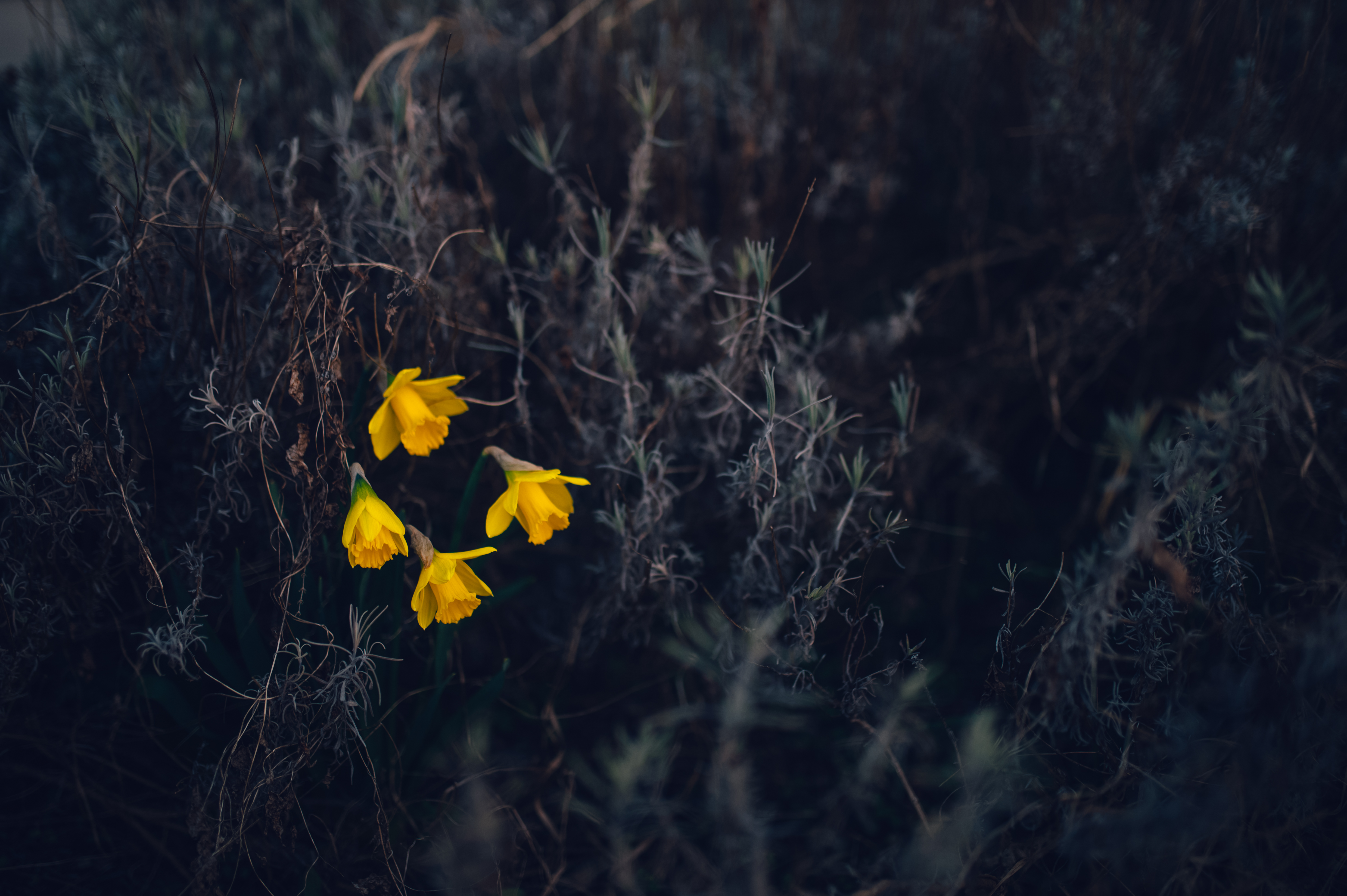 flowers, narcissussi, yellow, macro 1080p