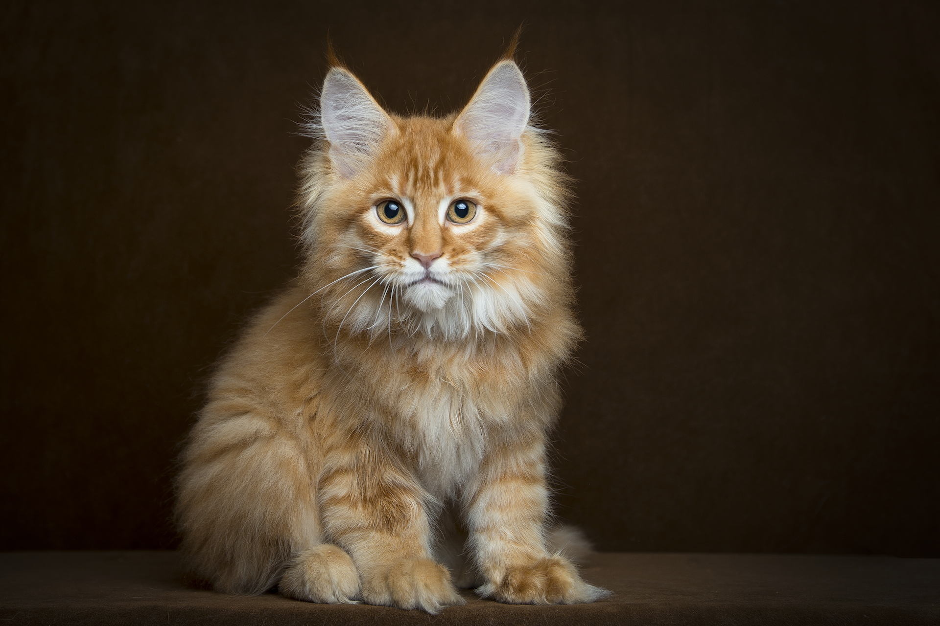 Laden Sie das Flauschige, Sicht, Amerikanische Waldkatze, Meinung, Maine, Tiere, Kätzchen-Bild kostenlos auf Ihren PC-Desktop herunter
