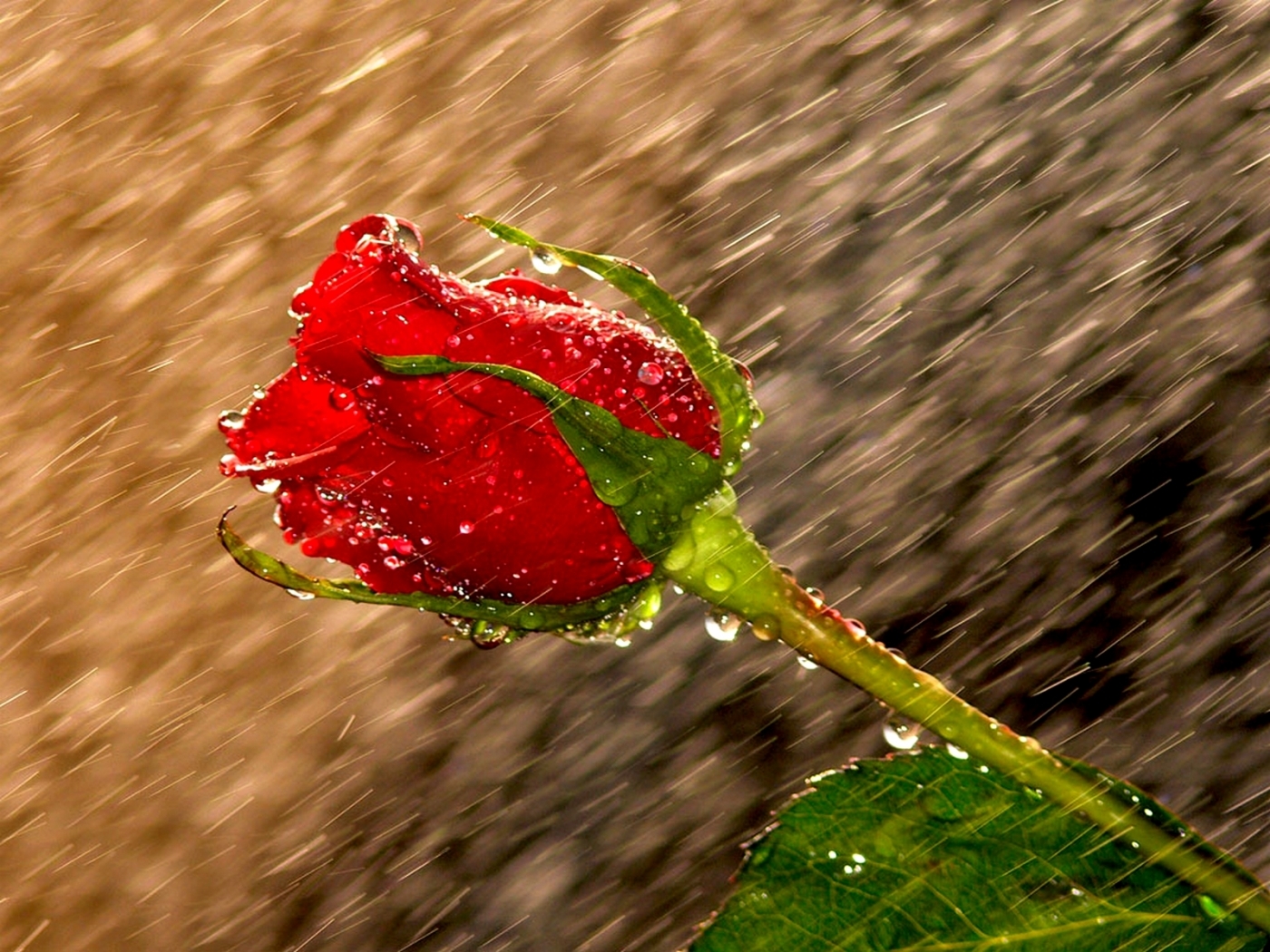 Одинокая роза под дождем