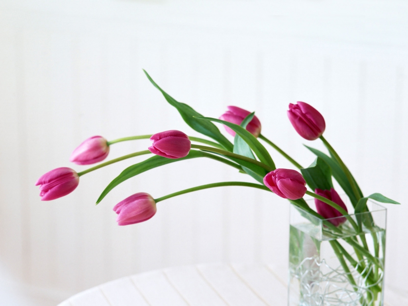 26838 baixar papel de parede plantas, tulipas, bouquets, branco - protetores de tela e imagens gratuitamente