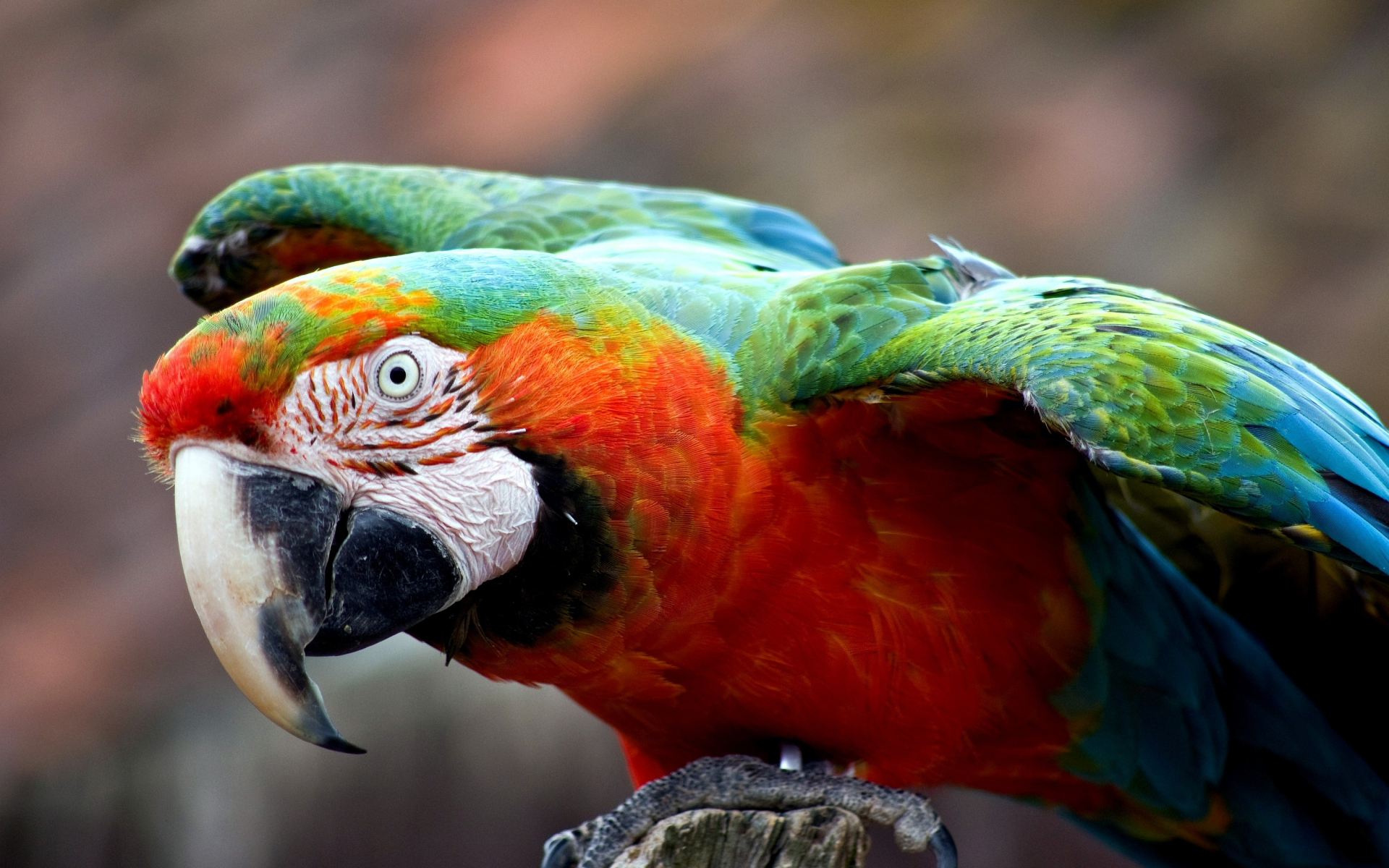 Macaw Wallpaper (72+ pictures)