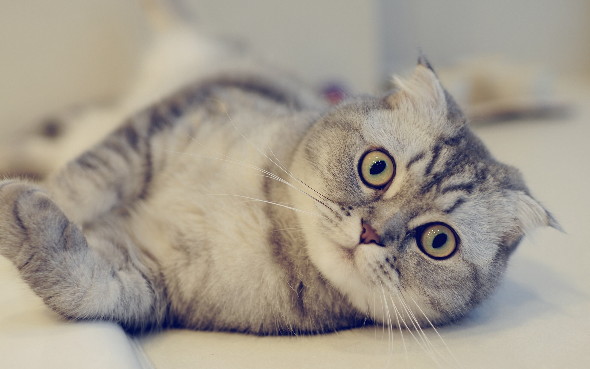 HD Scottish Fold Android Images