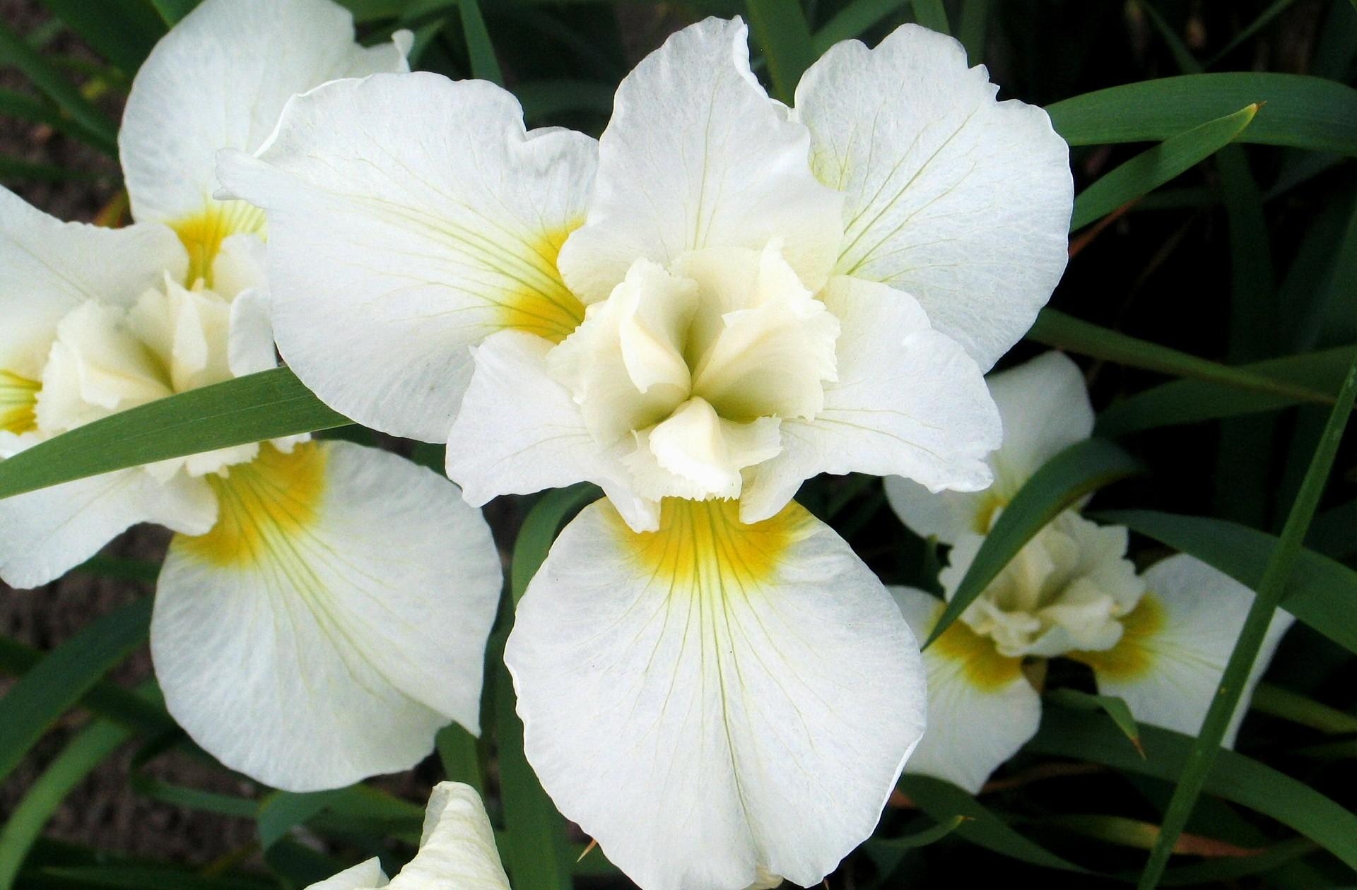 134302 descargar fondo de pantalla orquídeas, flores, hojas, blanco, cama de flores, parterre, blanco como la nieve: protectores de pantalla e imágenes gratis