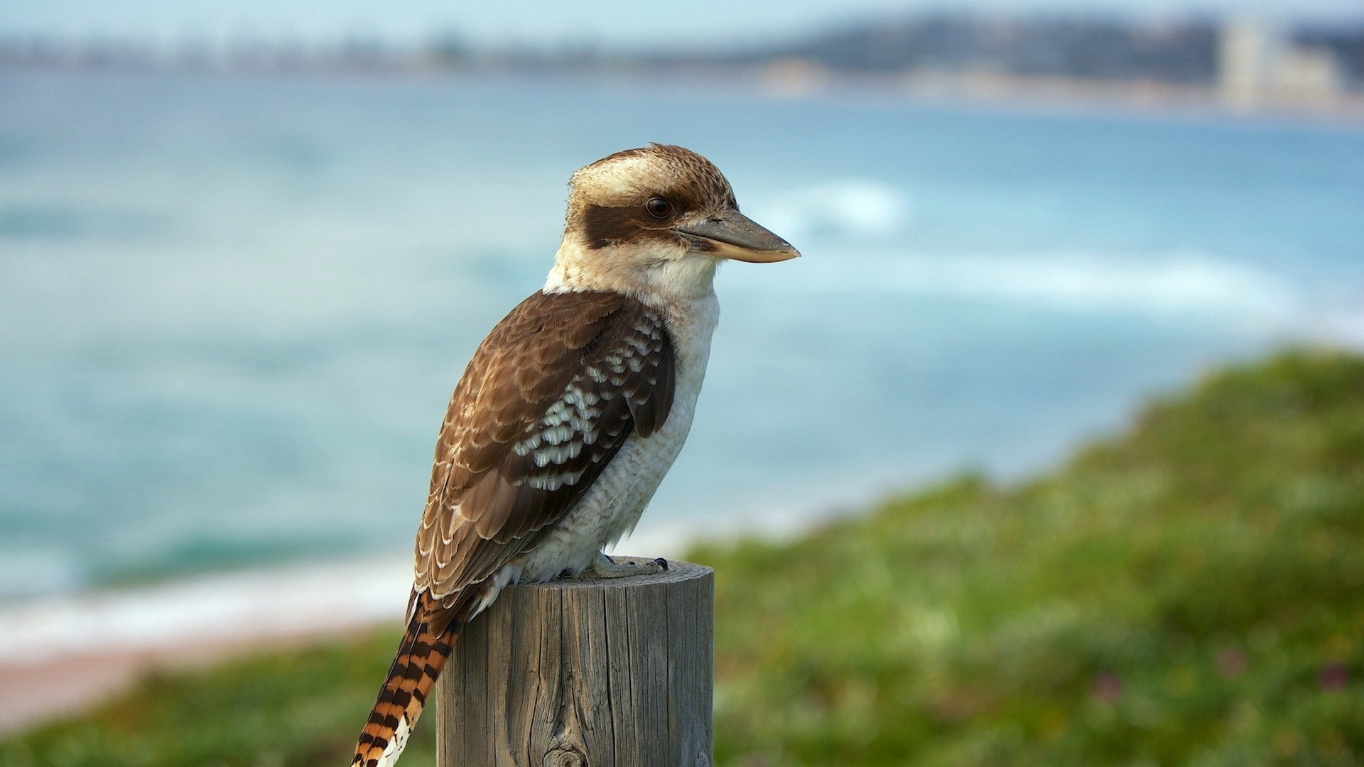 Why Does the Kookaburra Laugh? | HowStuffWorks