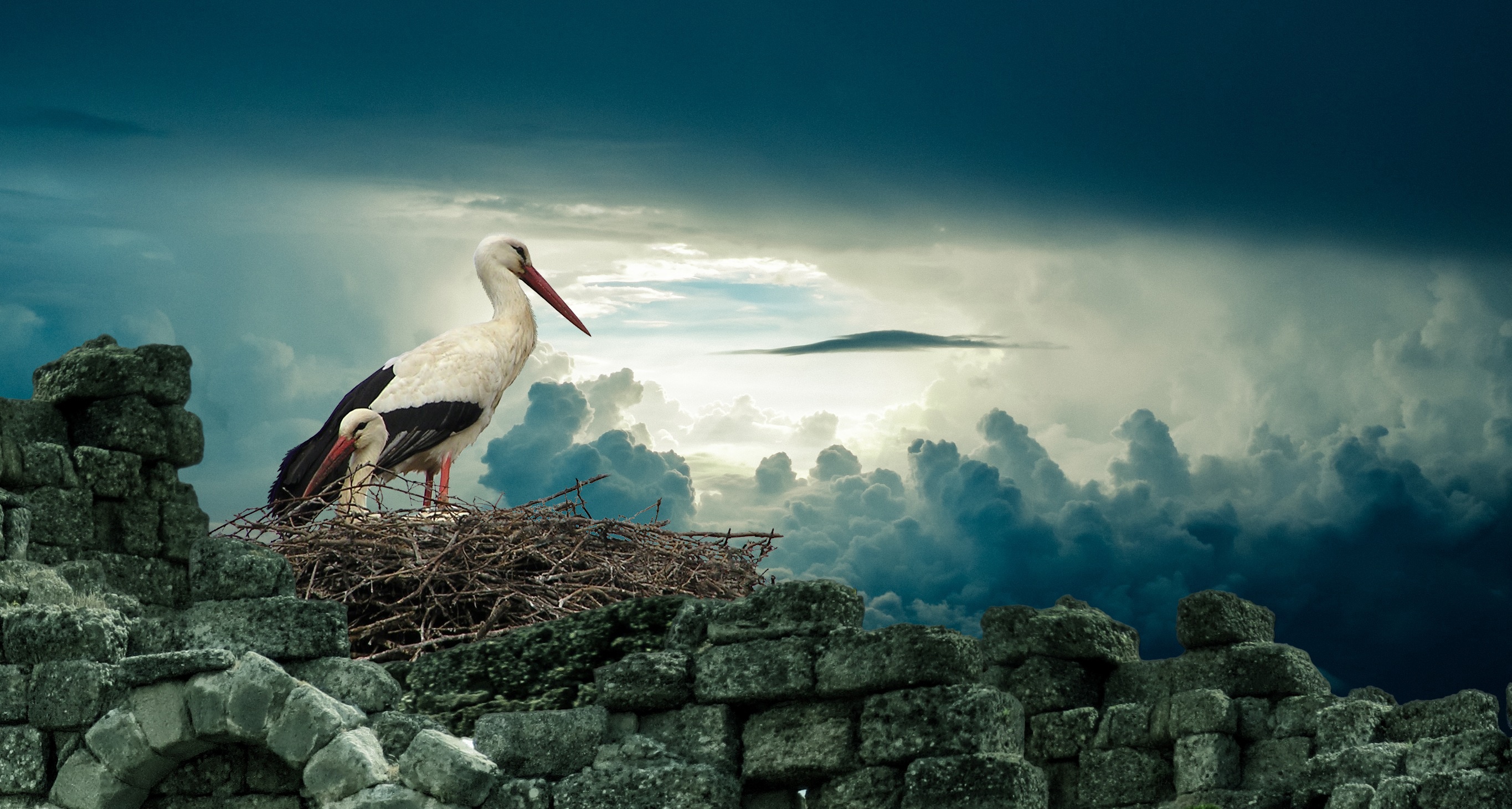 animal, white stork, bird, cloud, nature, nest, stork, birds