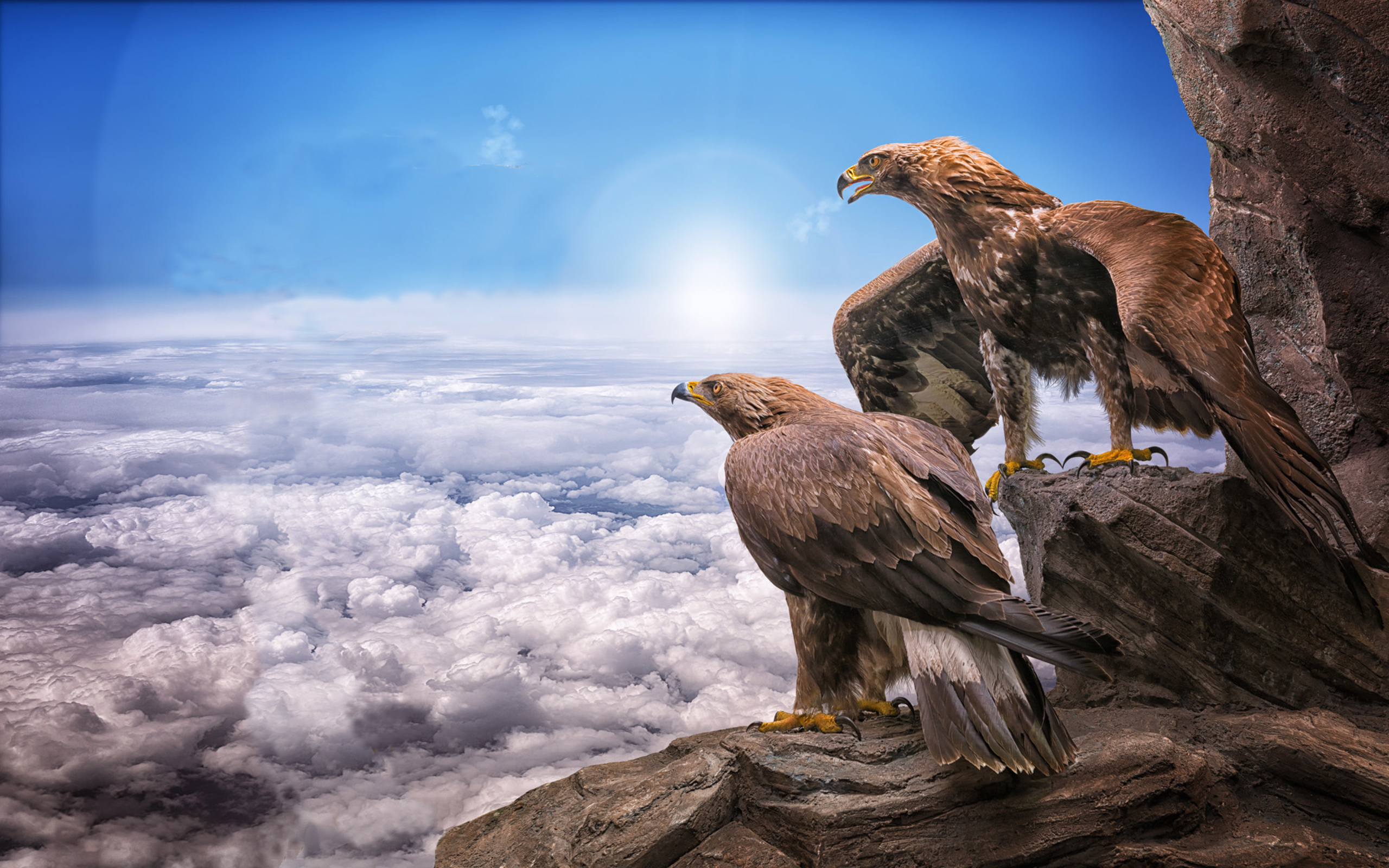 eagle, animal, golden eagle, bird, birds HD wallpaper