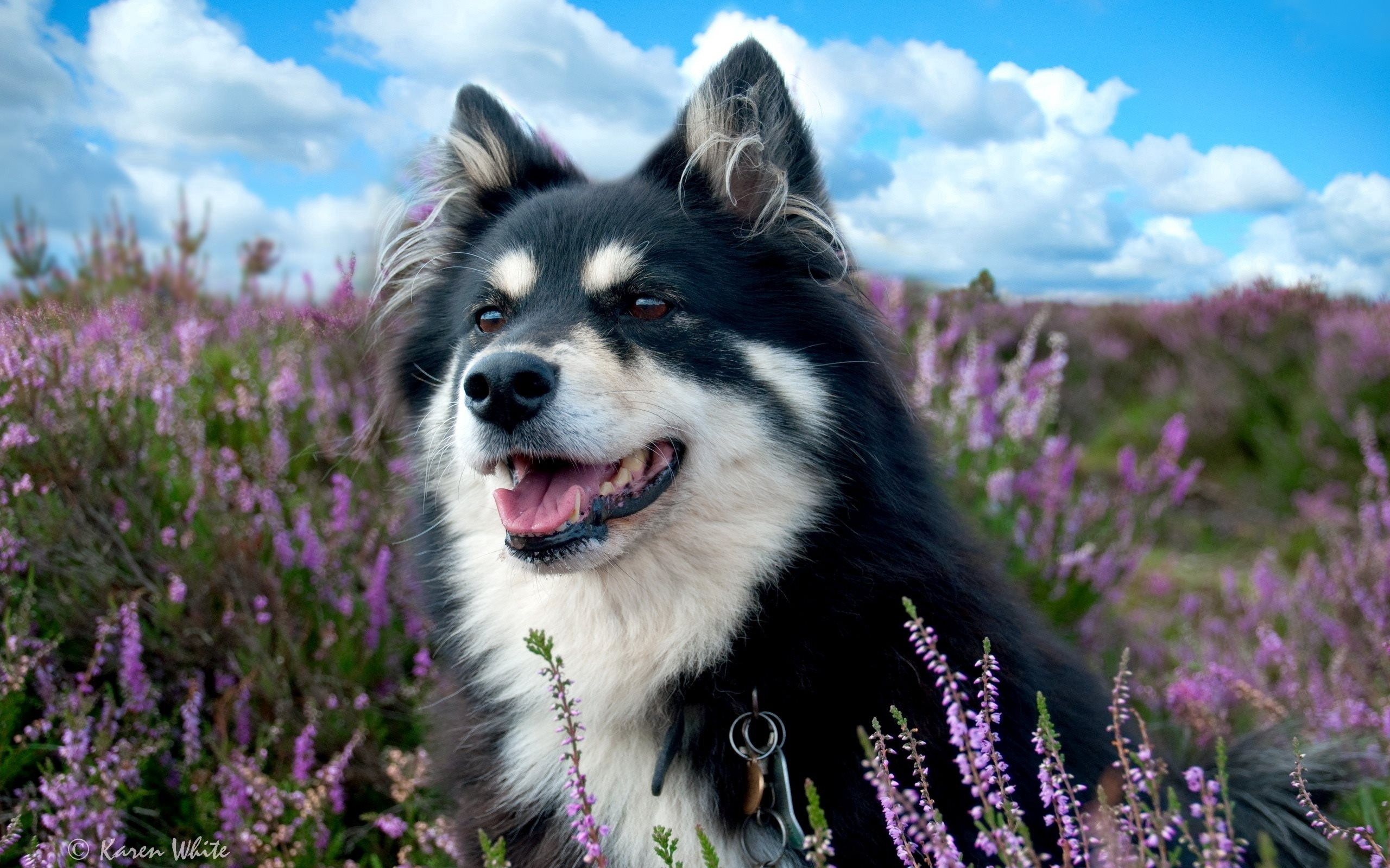 在您的 PC 桌面上免費下載 动物, 花卉, 草, 斑点, 斑, 狗 圖片