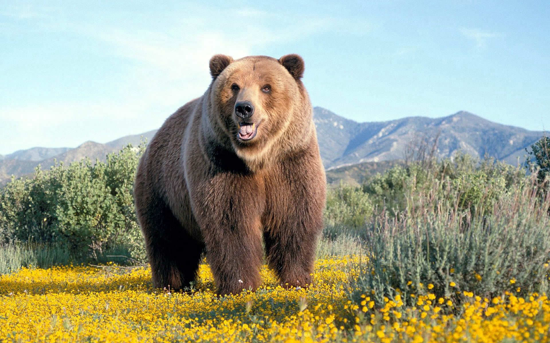 bear, animals, flowers, grass, brown