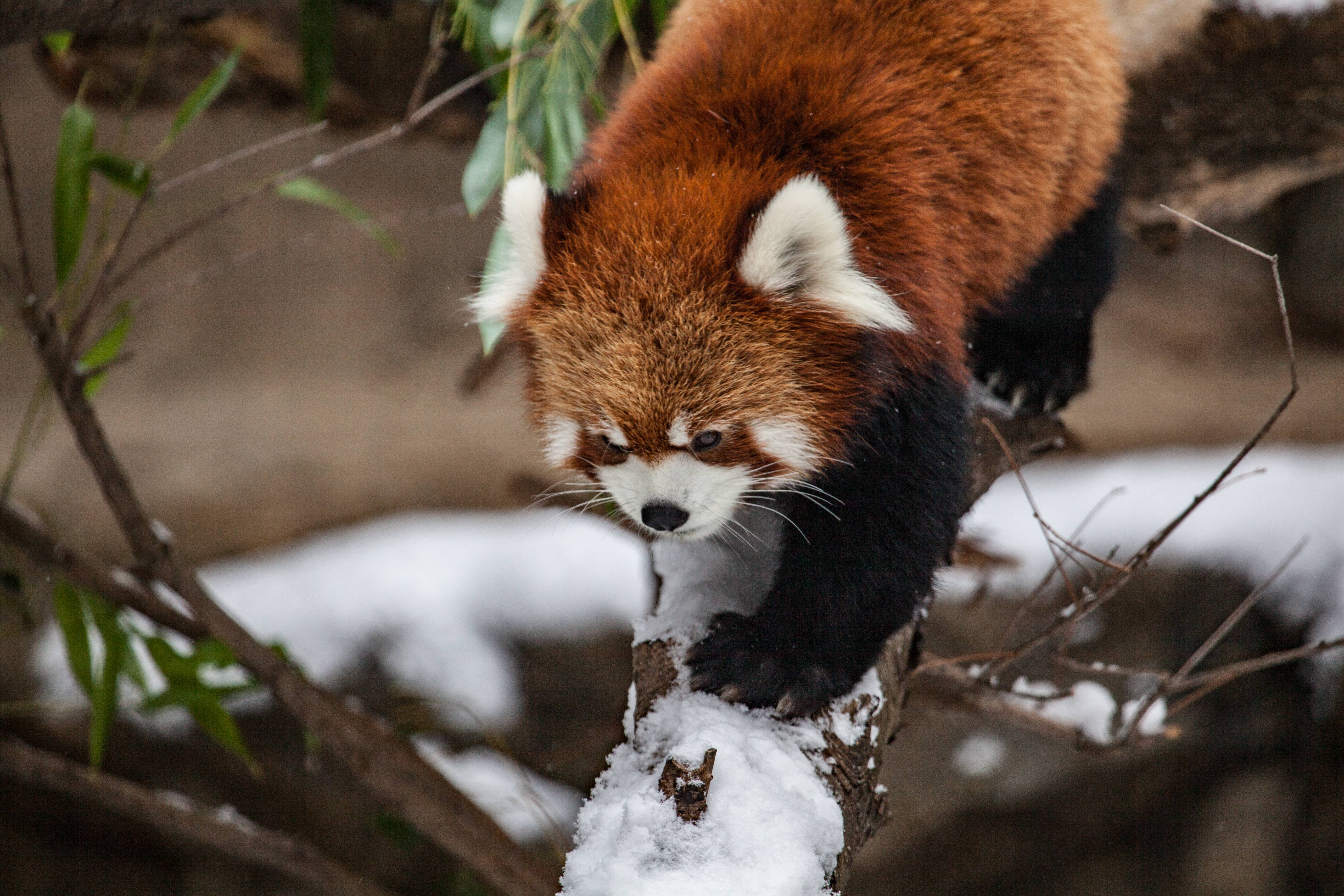 739445 Bild herunterladen tiere, kleiner panda, chicago, zoo - Hintergrundbilder und Bildschirmschoner kostenlos