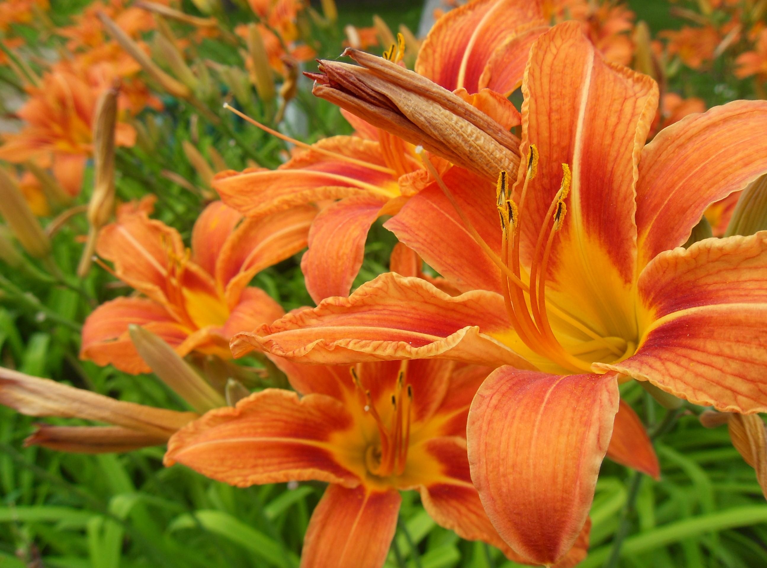 flowers, lilies, orange, close up, stamens