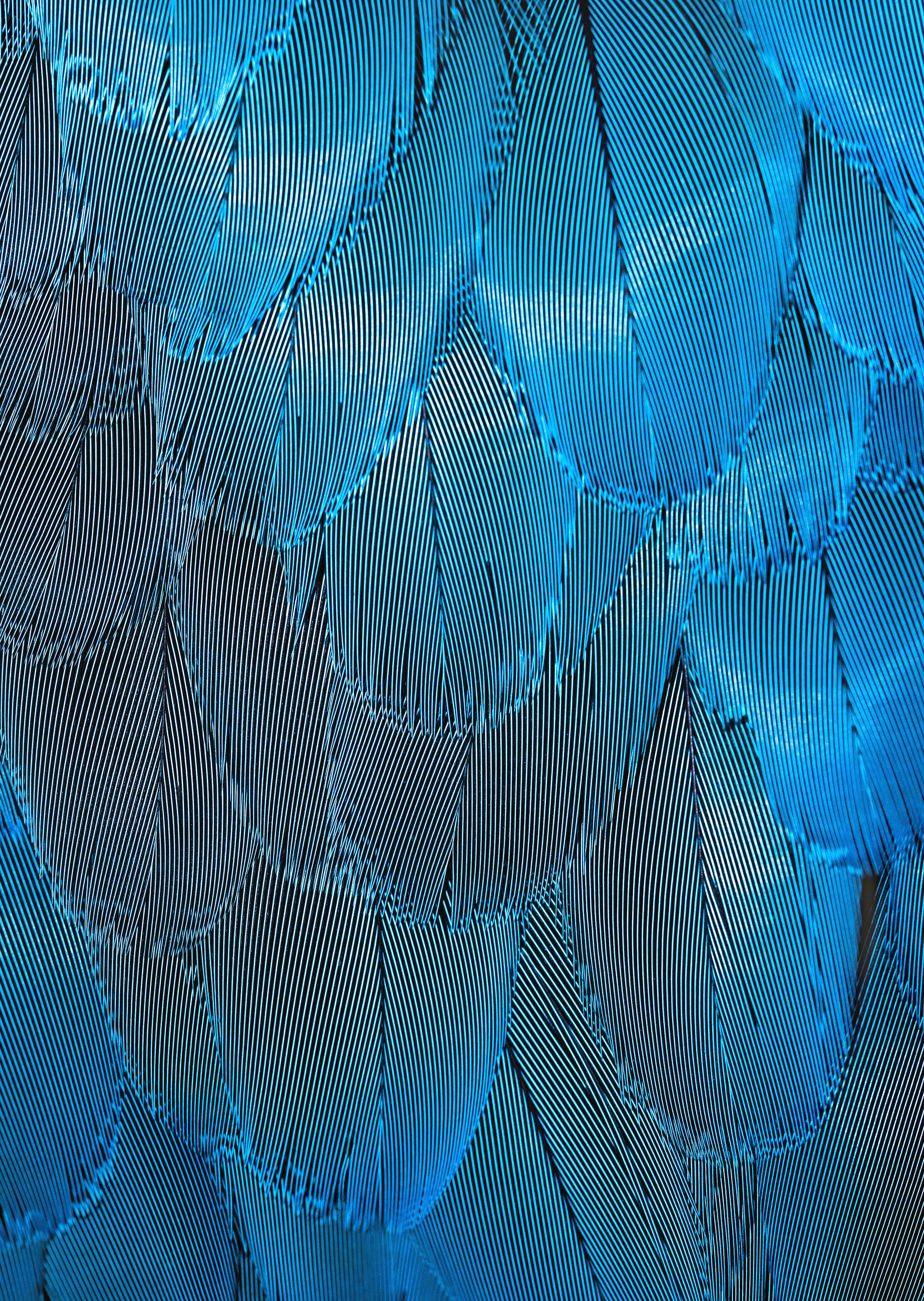 macro, textures, feather, blue, texture, iridescent for android