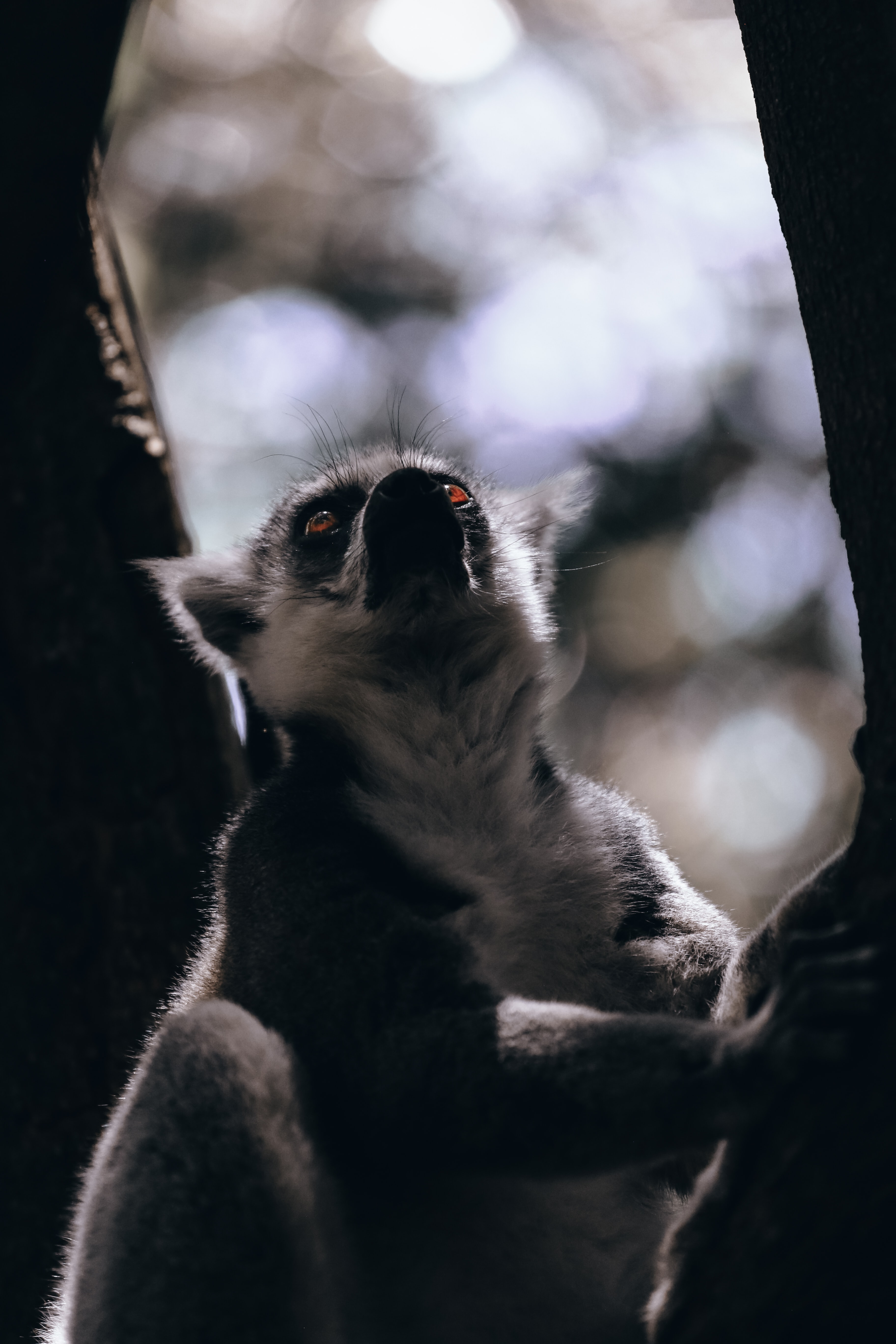 Laden Sie das Sicht, Wildlife, Wilde Natur, Lemur, Meinung, Tier, Tiere-Bild kostenlos auf Ihren PC-Desktop herunter