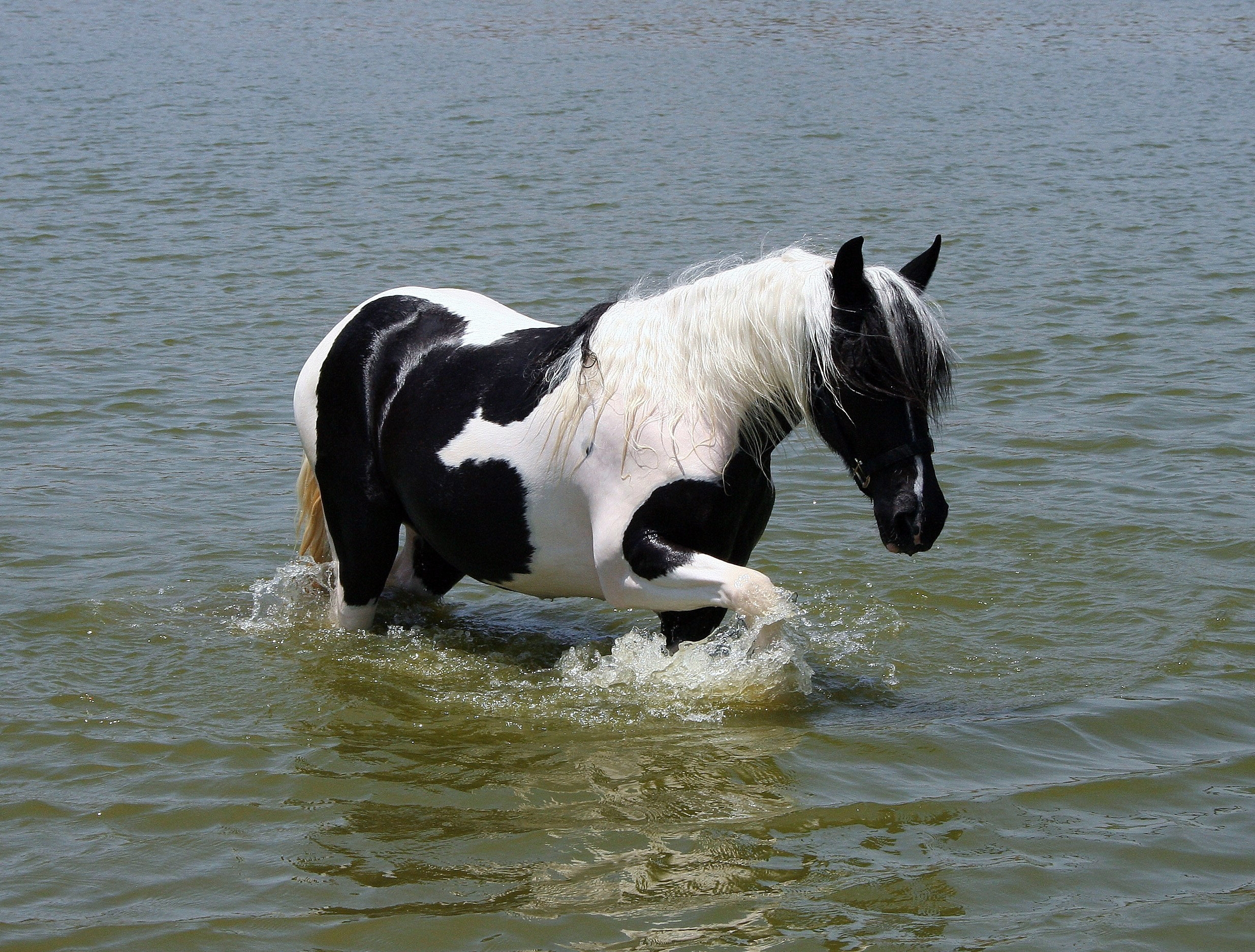 126675 Bild herunterladen tiere, wasser, pferd, baden - Hintergrundbilder und Bildschirmschoner kostenlos