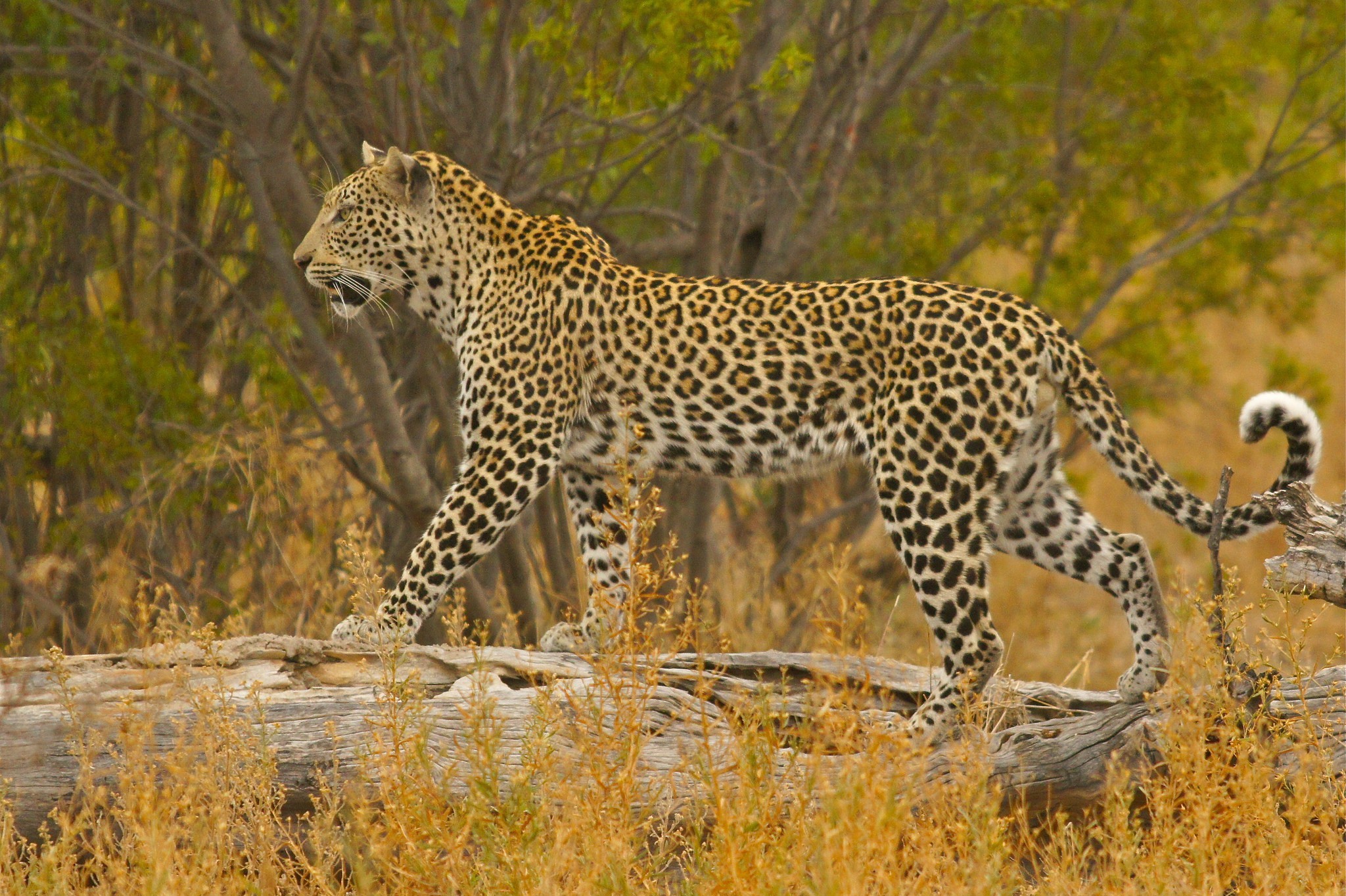 animal, leopard, bush, savannah, trunk, cats iphone wallpaper