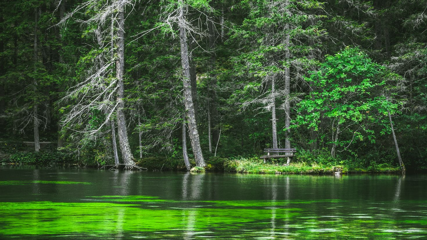 Озеро у леса