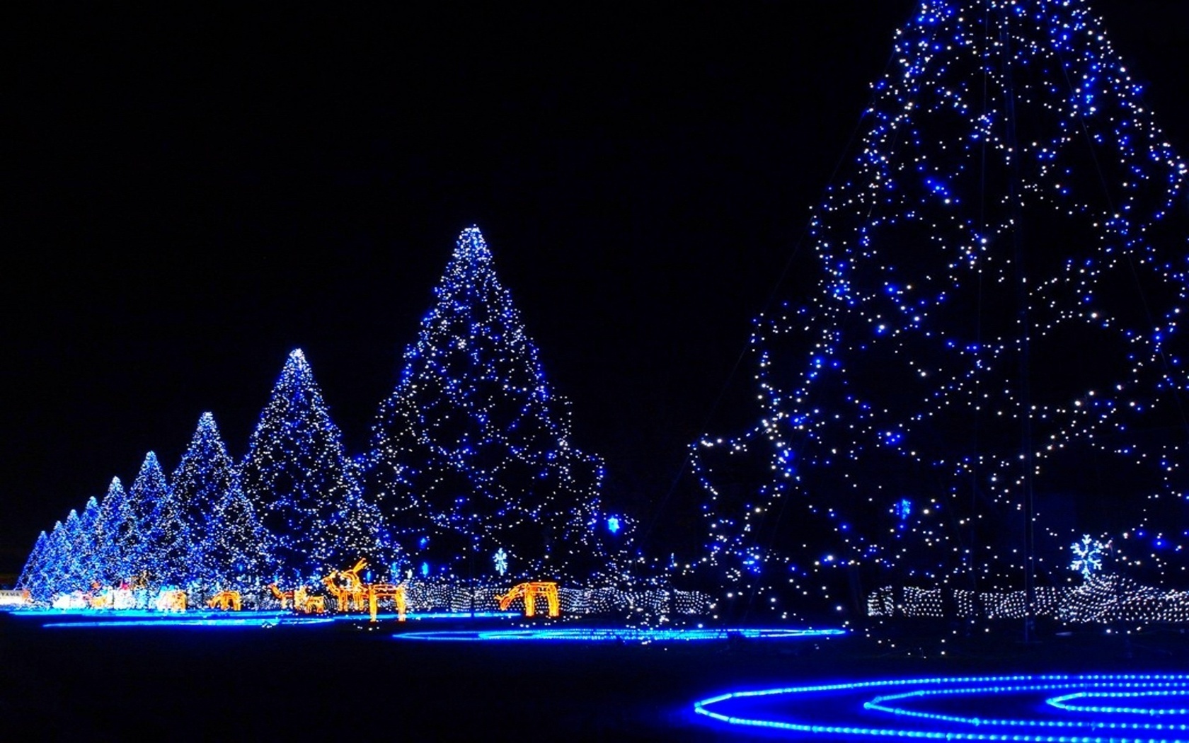 blue, night, christmas lights, christmas, light, christmas tree, holiday HD wallpaper