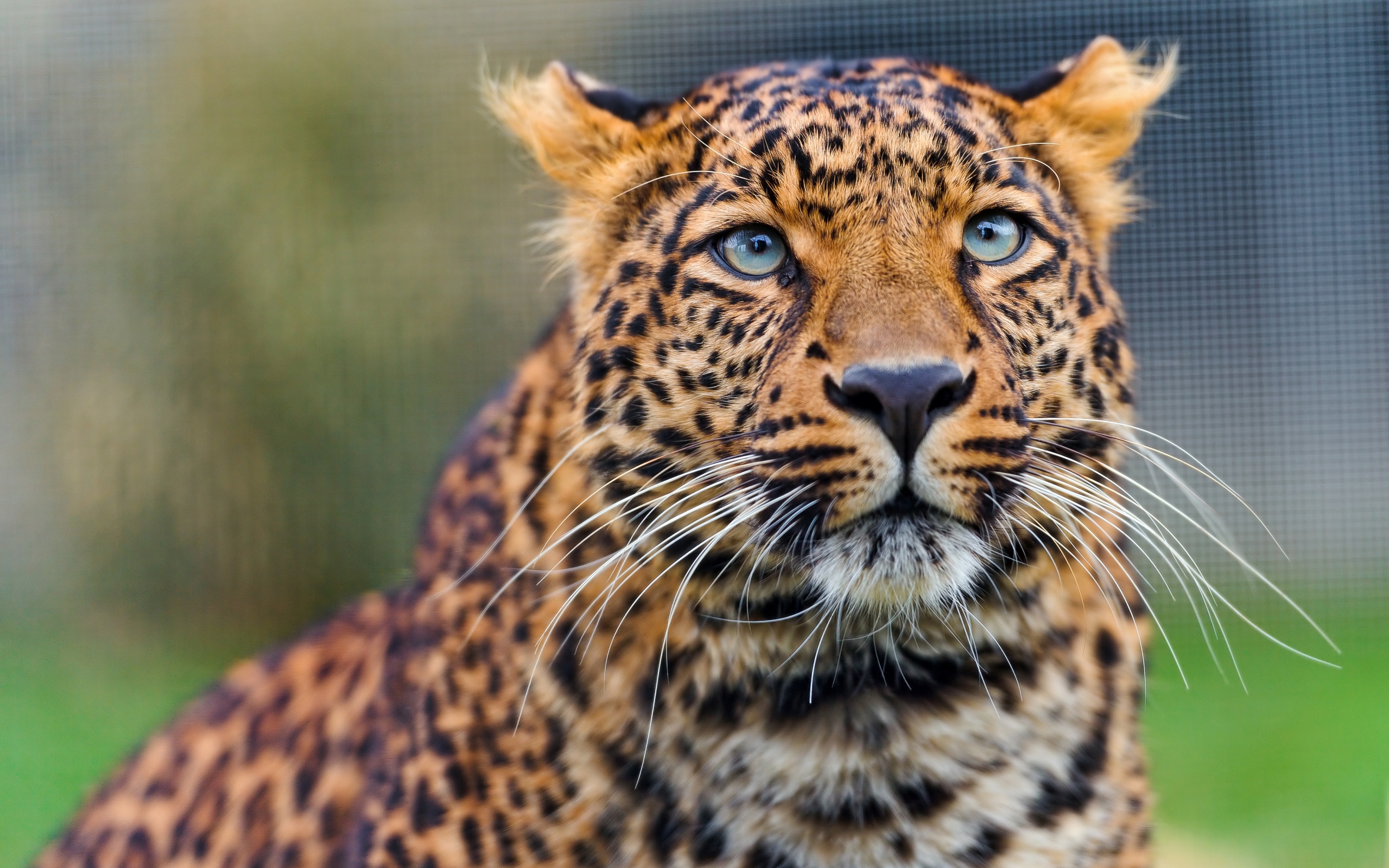 animals, leopard, muzzle, predator, sight, opinion, watch, to watch