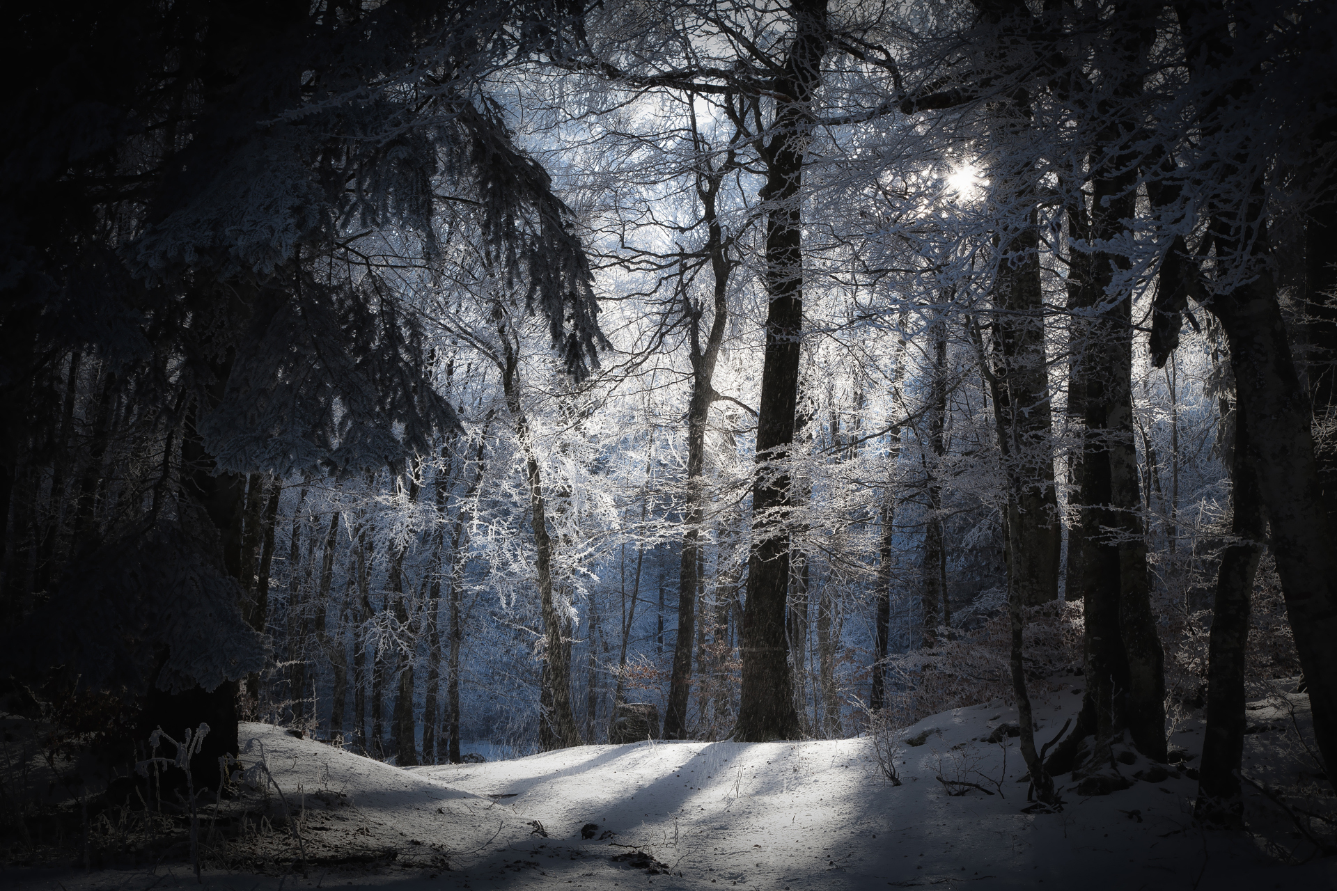 Снежный Лес Ночью
