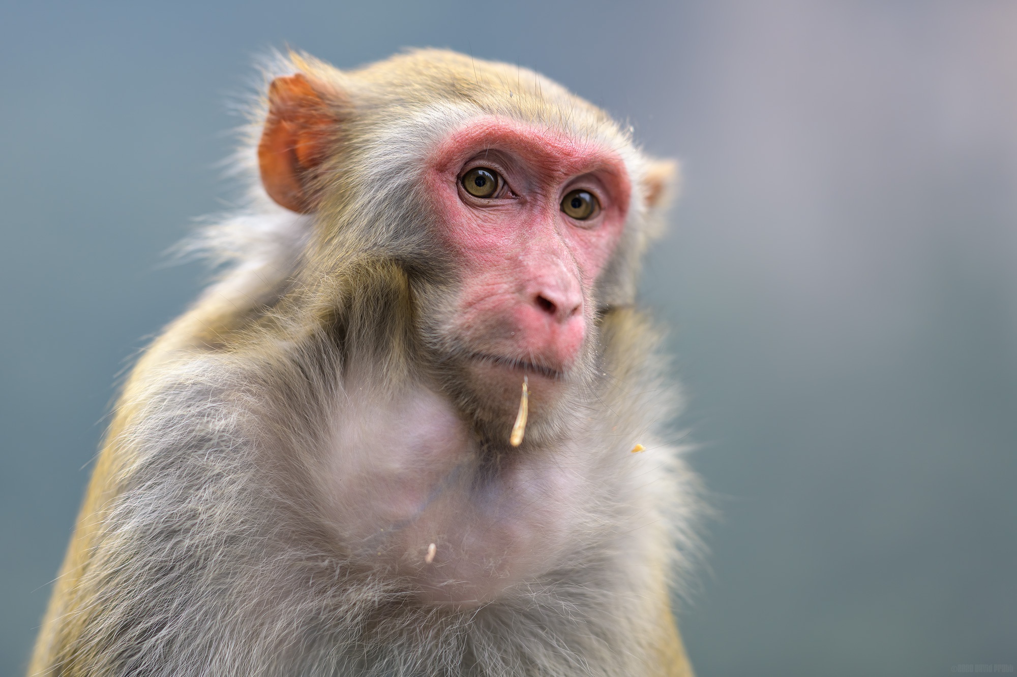 Download mobile wallpaper Monkey, Animal, Macaque, Rhesus Macaque for free.