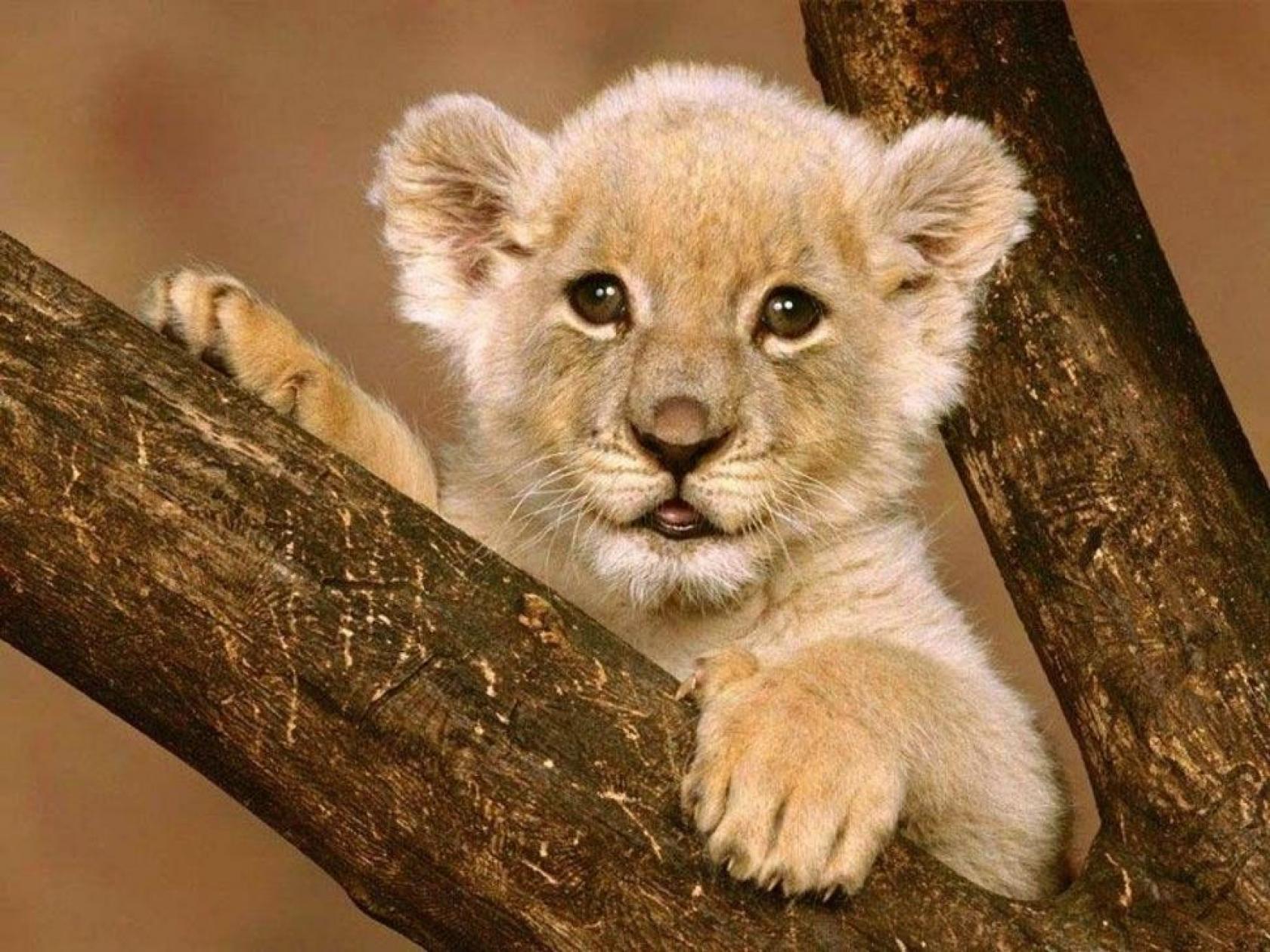 Про зверей слушать. Красивые животные. Львенок. Милые львята. Красивый Львенок.