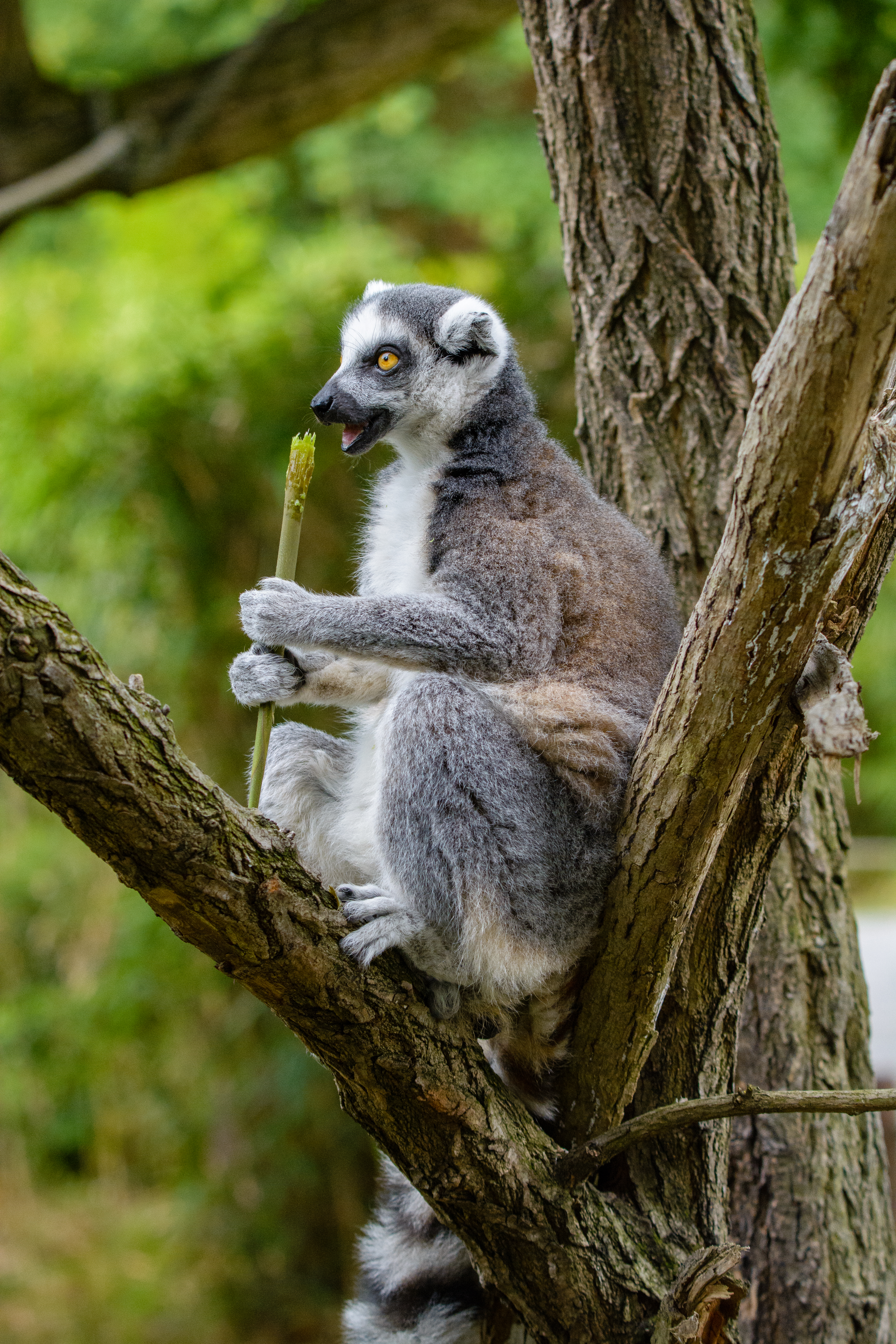 lemur, animals, food, wood, tree, relaxation, rest, snack