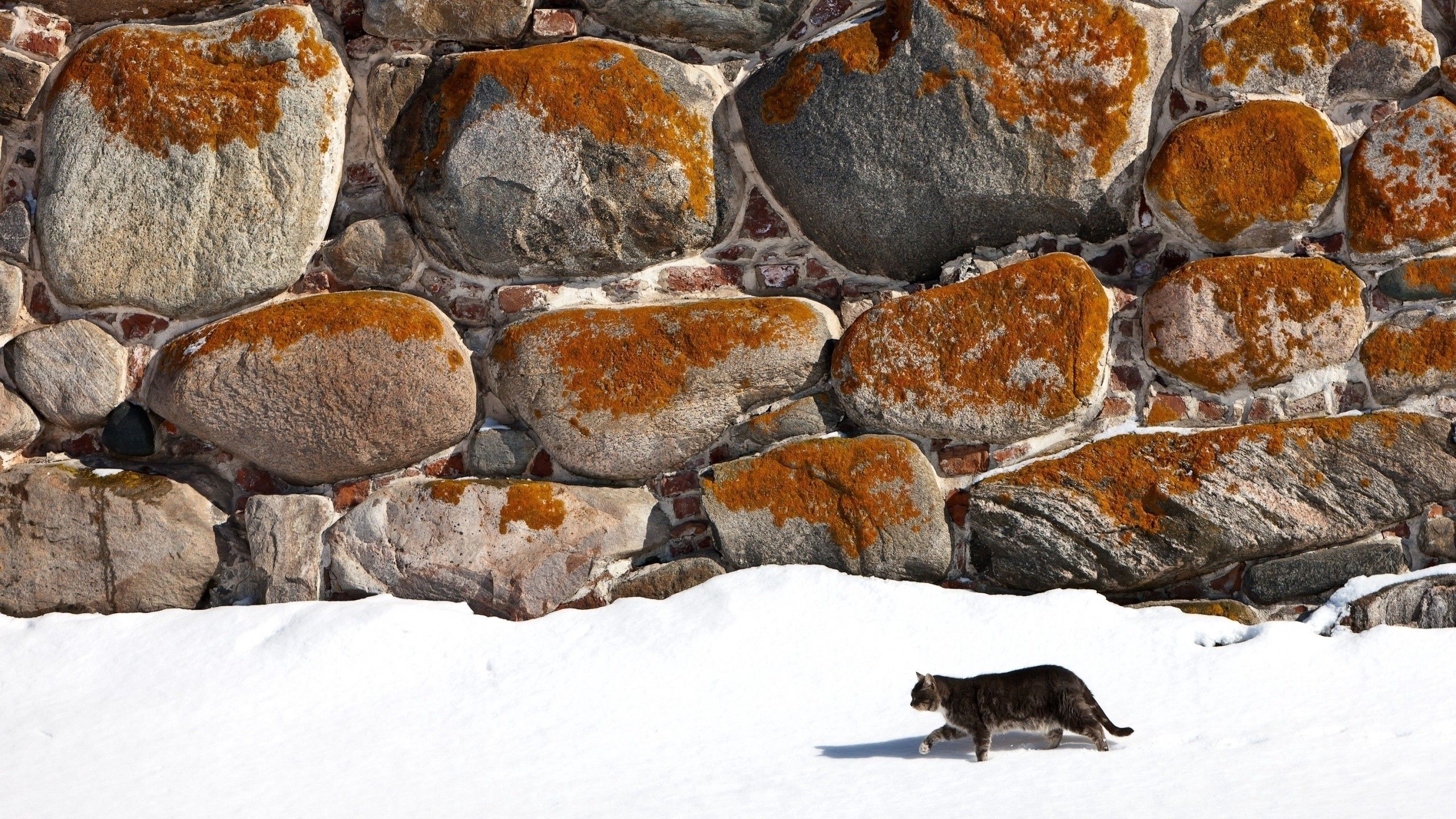 animals, snow, cat, wall, stone, stroll