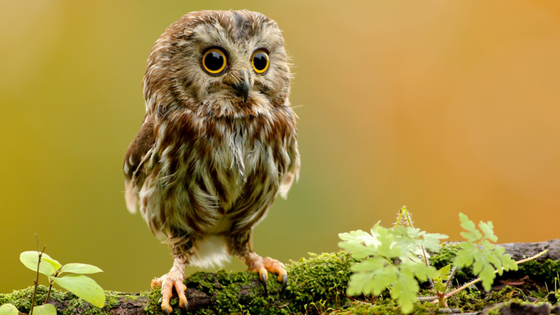 Download mobile wallpaper Animals, Birds, Owl for free.