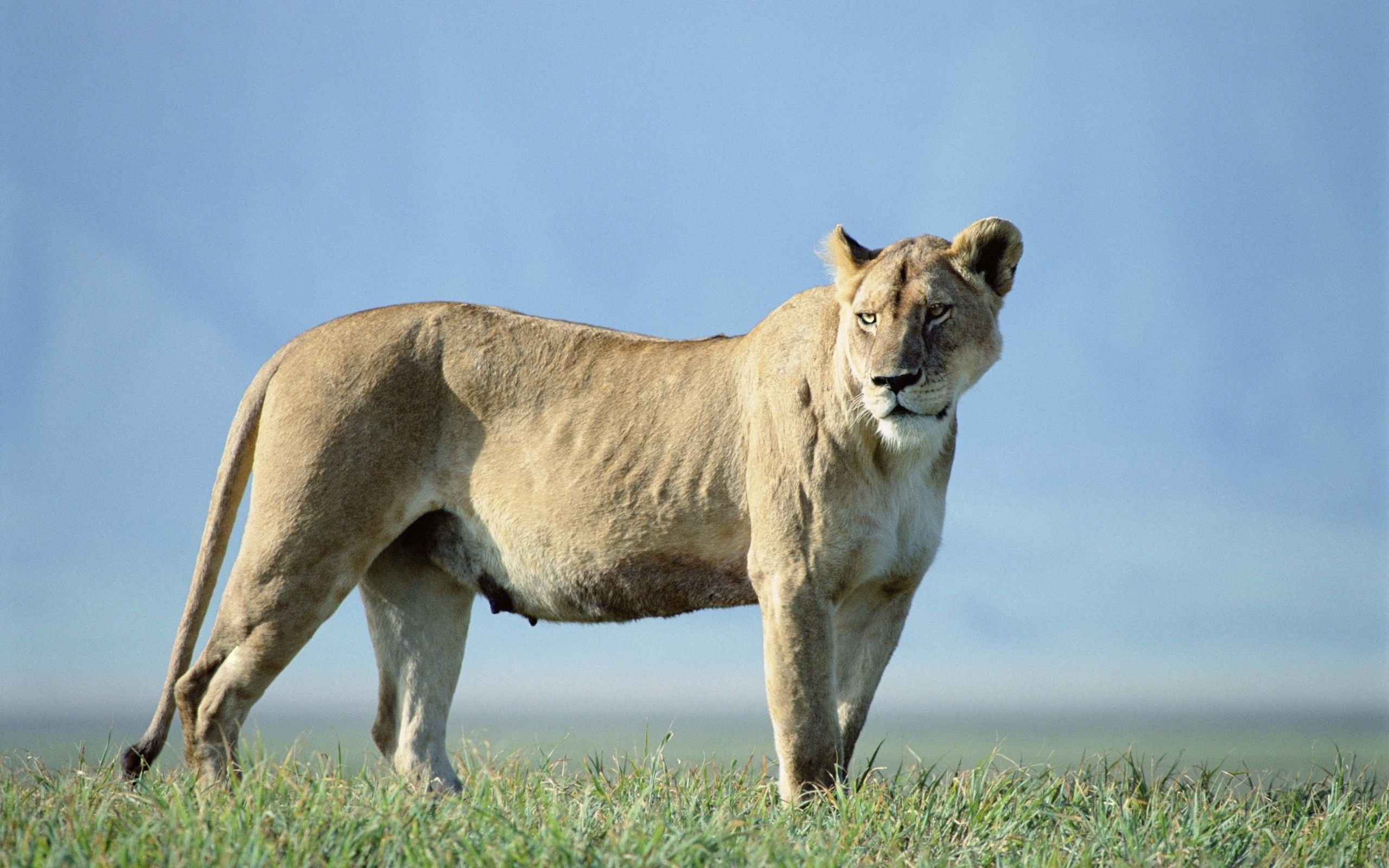 animals, grass, sky, lioness, to stand, stand cellphone